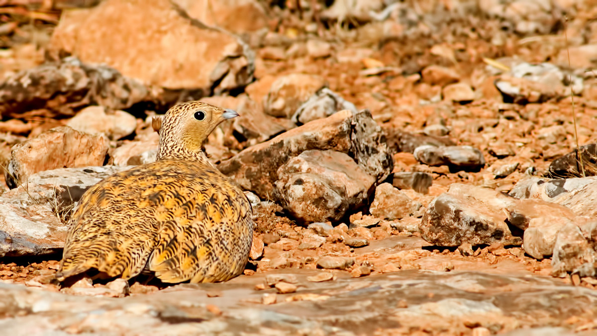 Sandgrouse / Pterocles orientalis neri