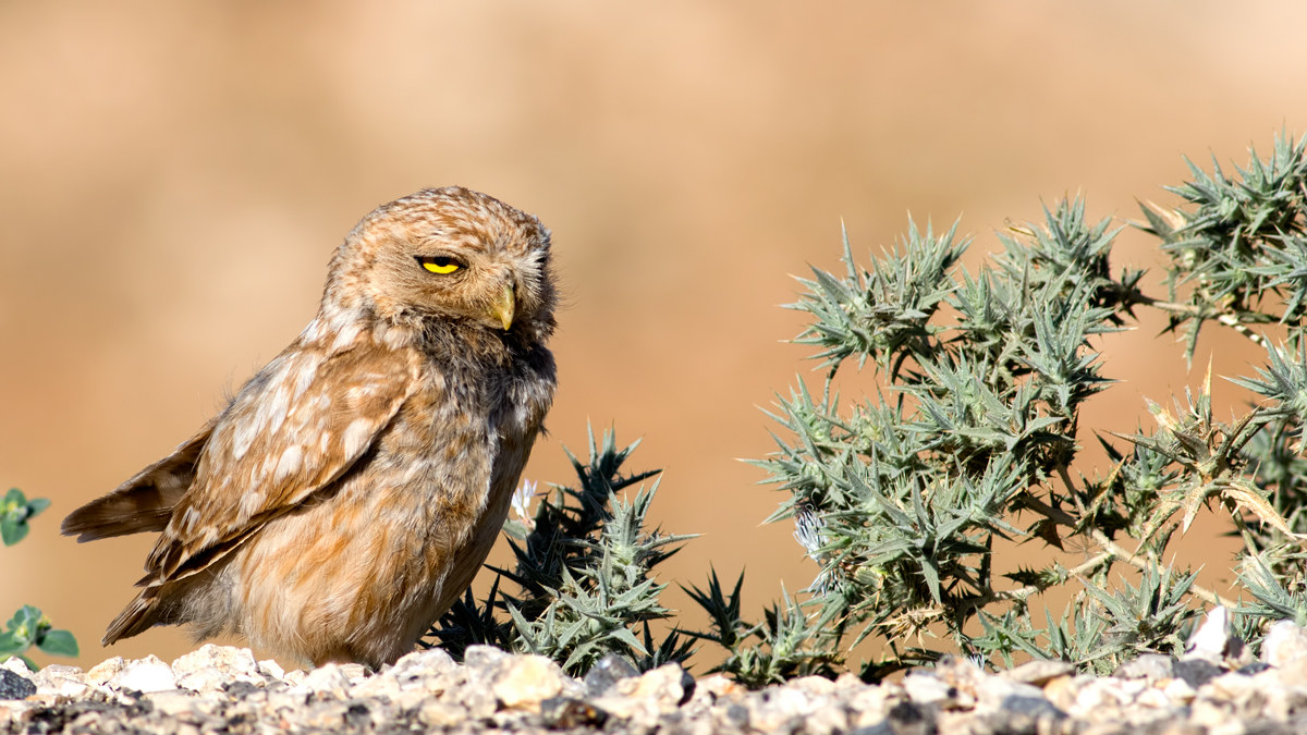 Little Owl / Atene noctua