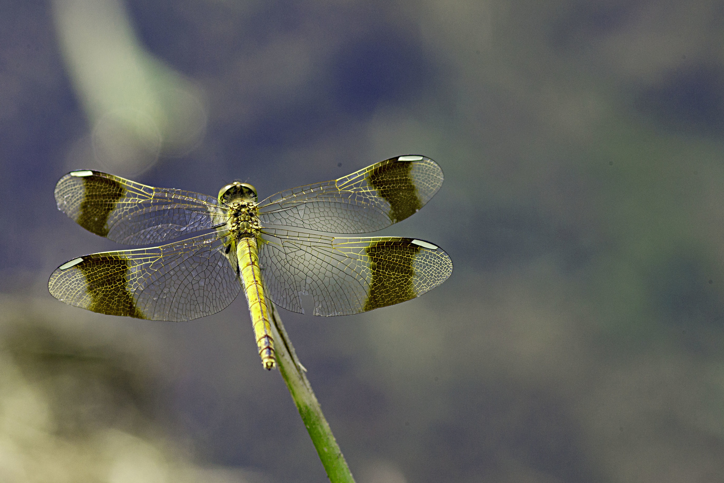 I'm the most beautiful