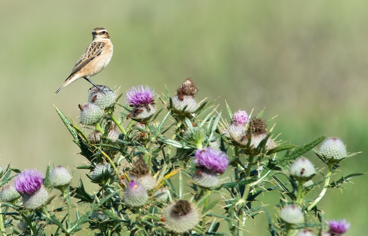 beautiful family of herbs and animals