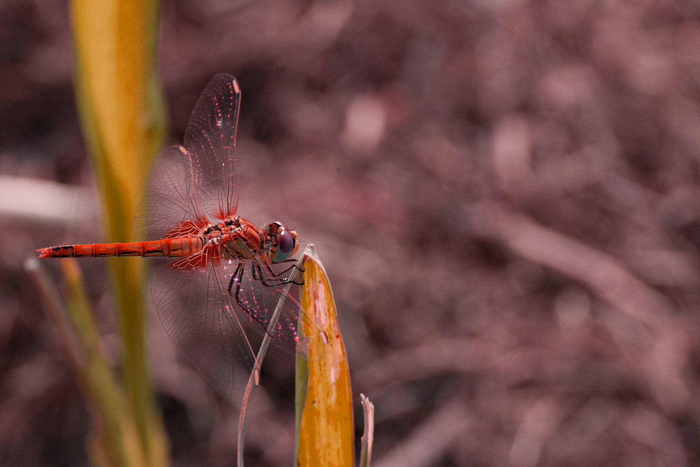 Dragonfly 13