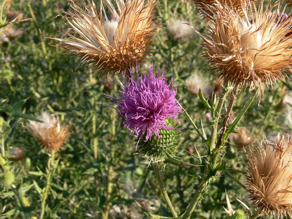 Fiori di Cardo 2