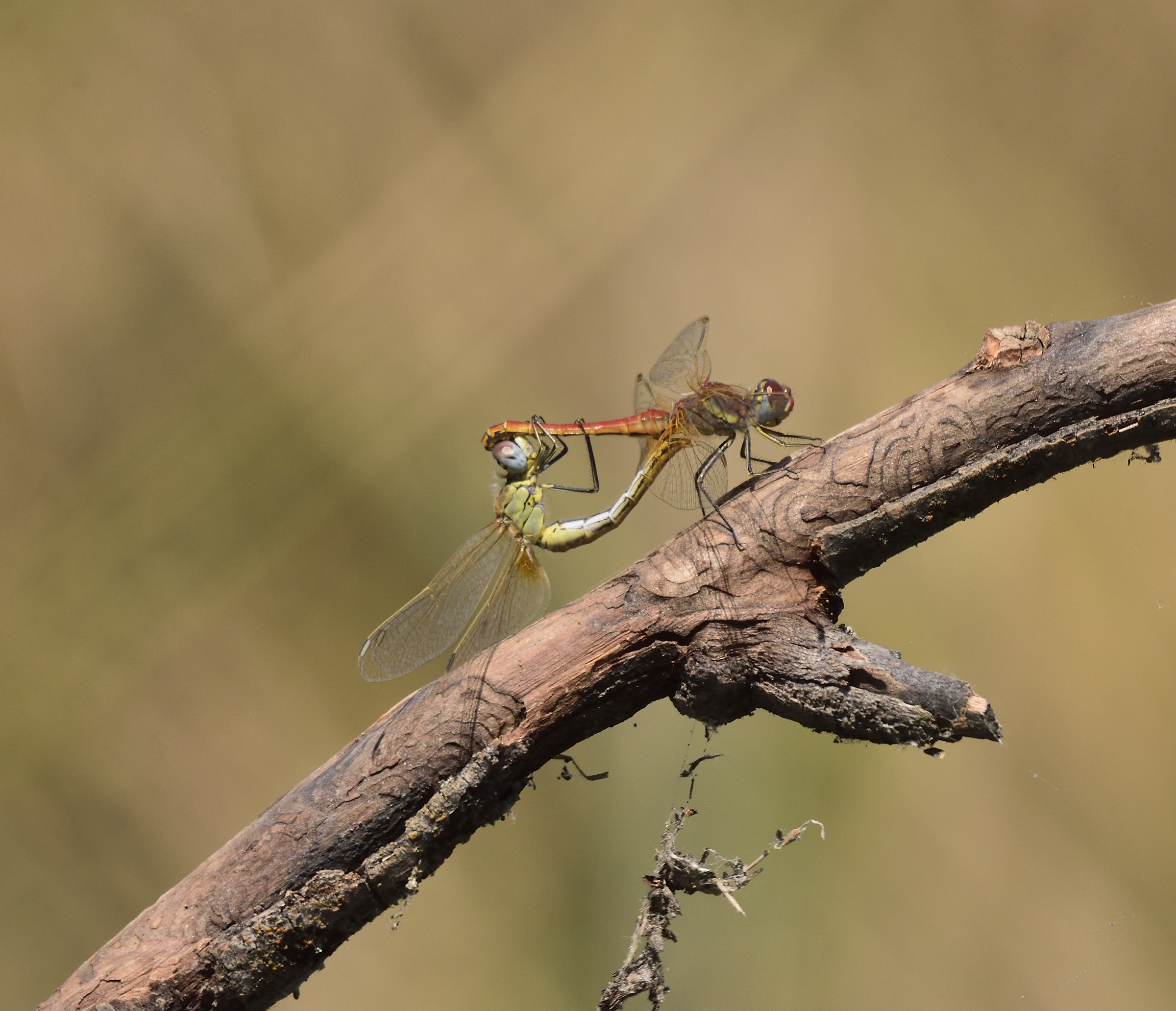 Dragonflies - the coupling