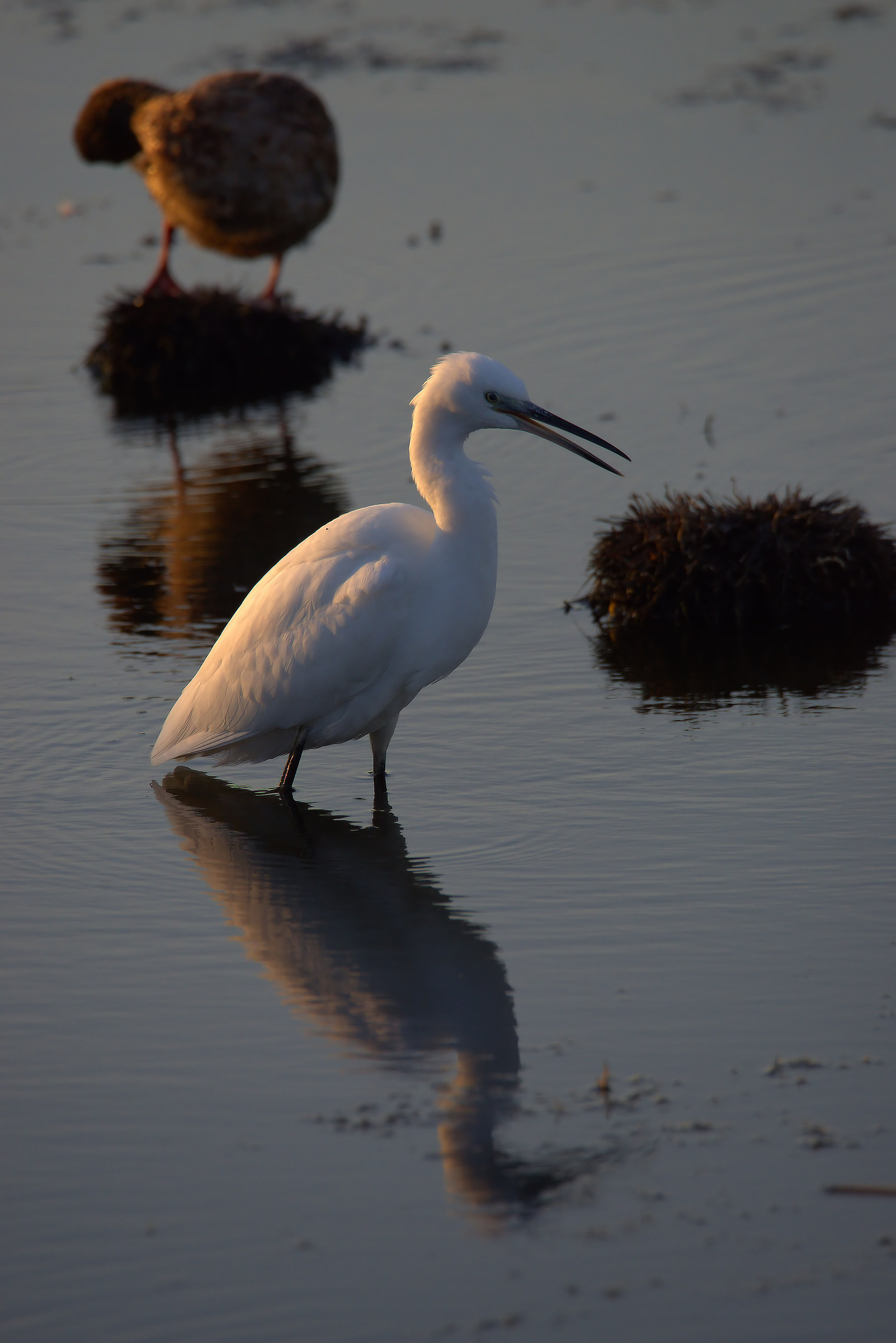 Egret