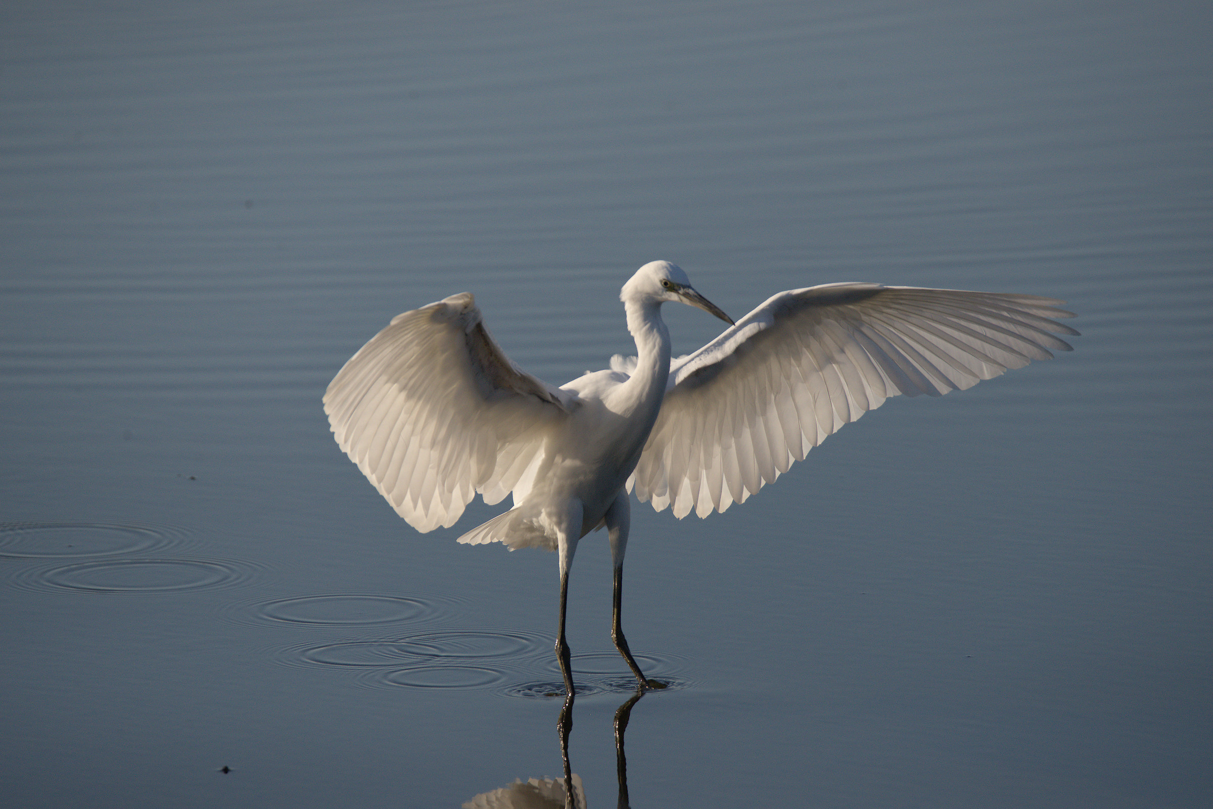 egret