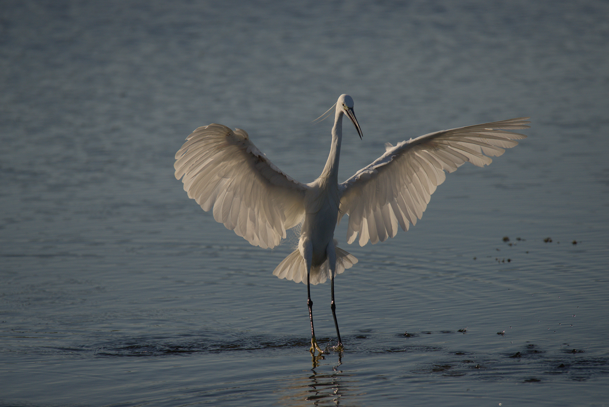 Egret