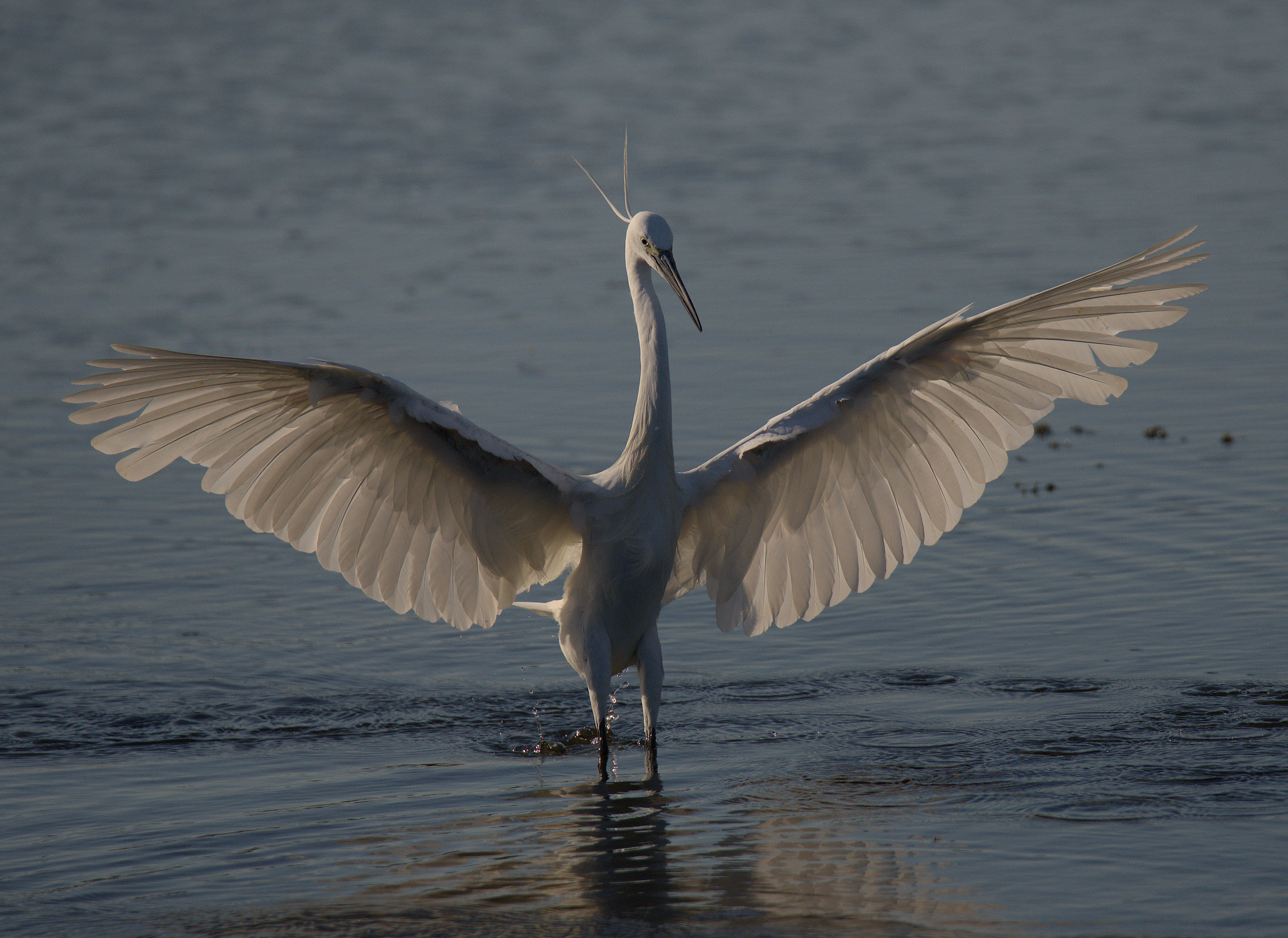 Egret