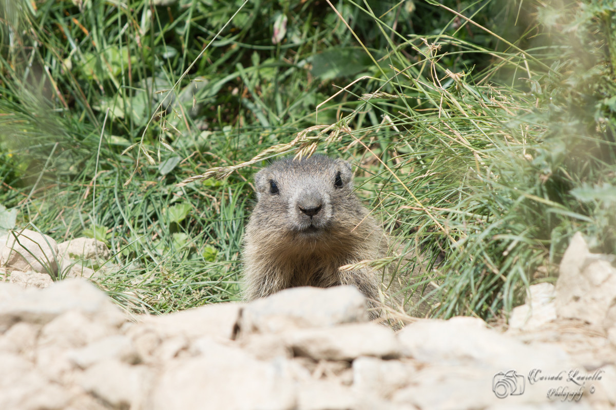 Marmot curious