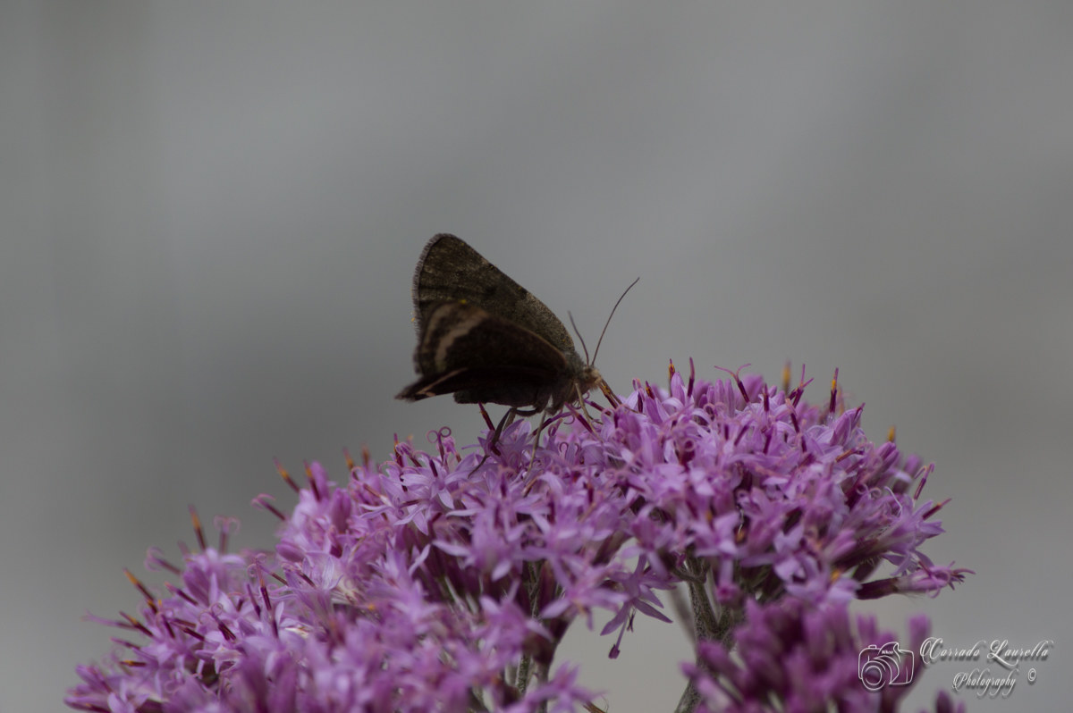 Butterfly on flower