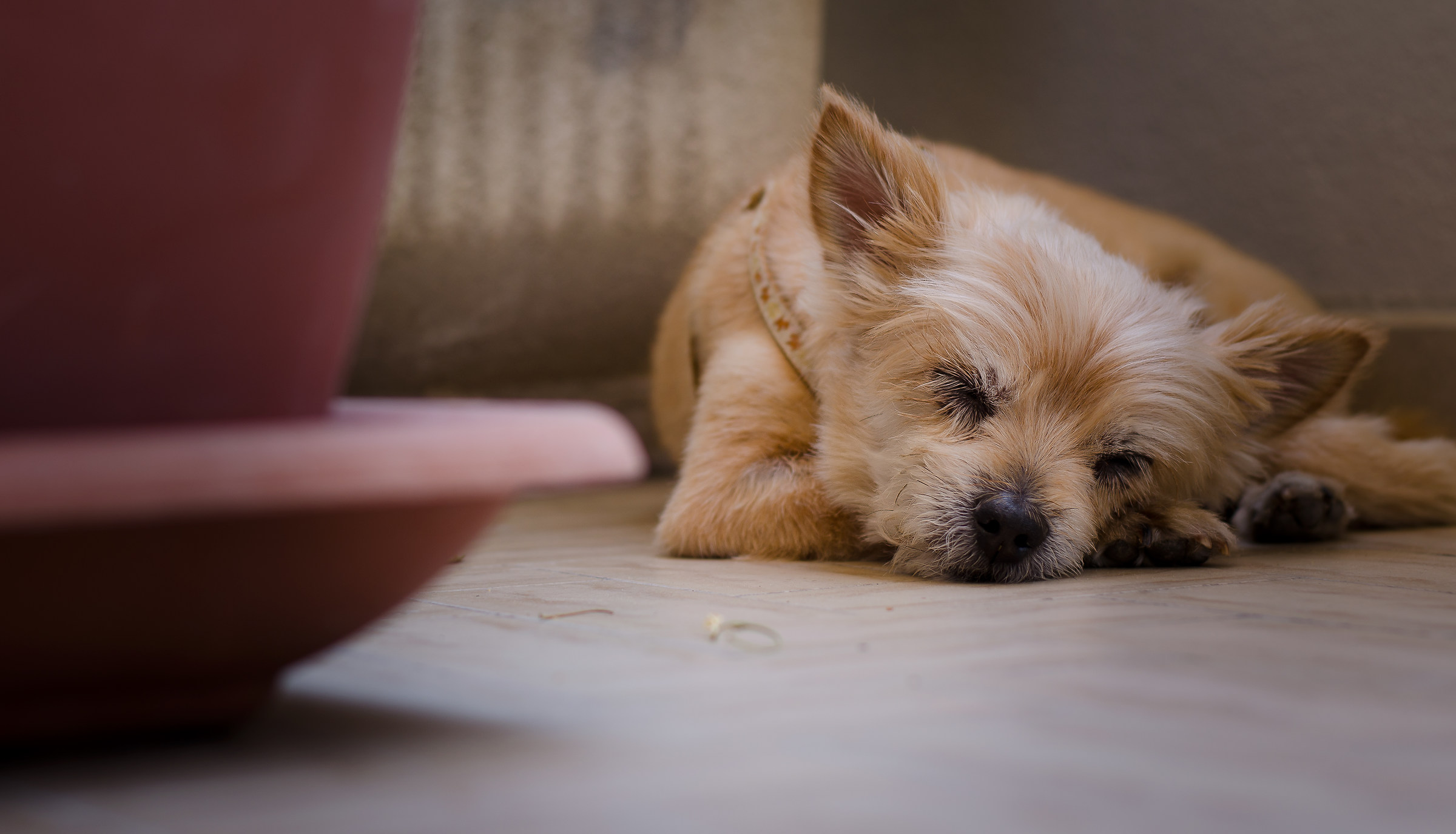 Riposino pomeridiano