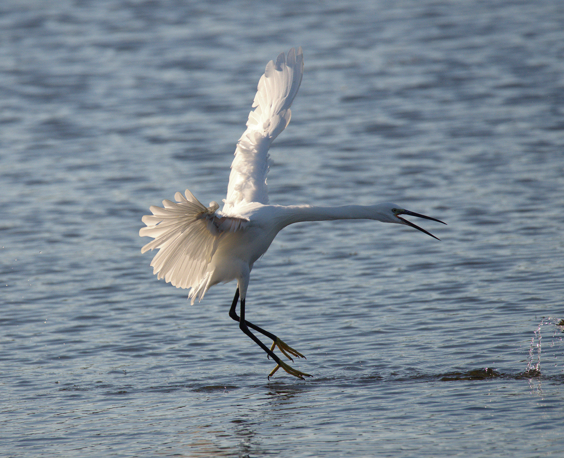 Egret