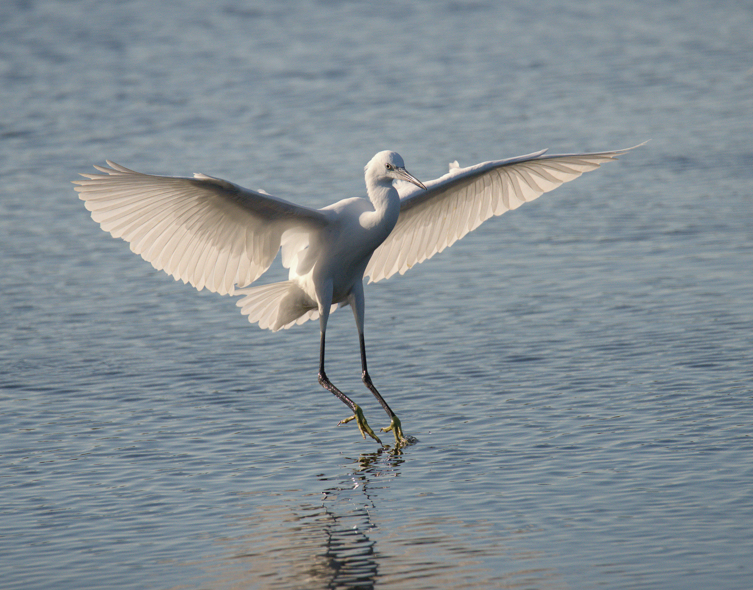 Egret