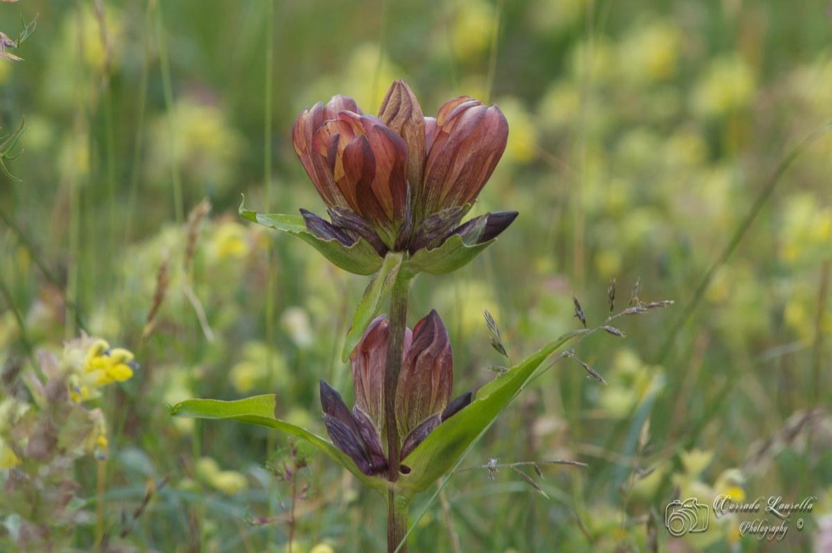 Genziana Porpurea