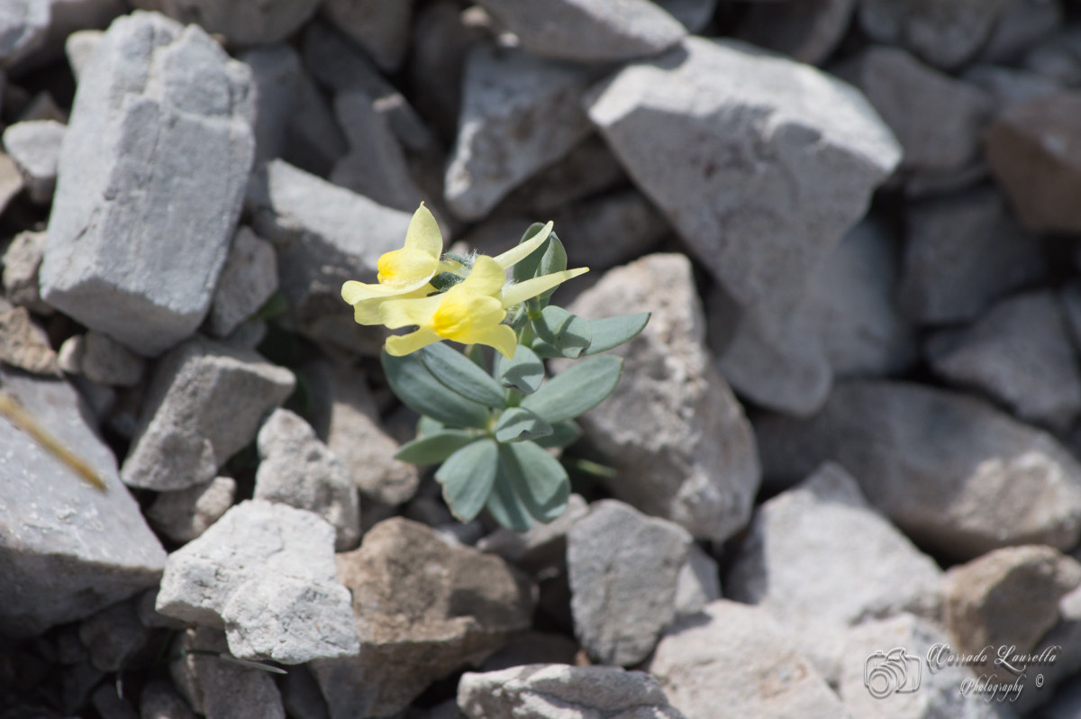 Linaria Bergamasca