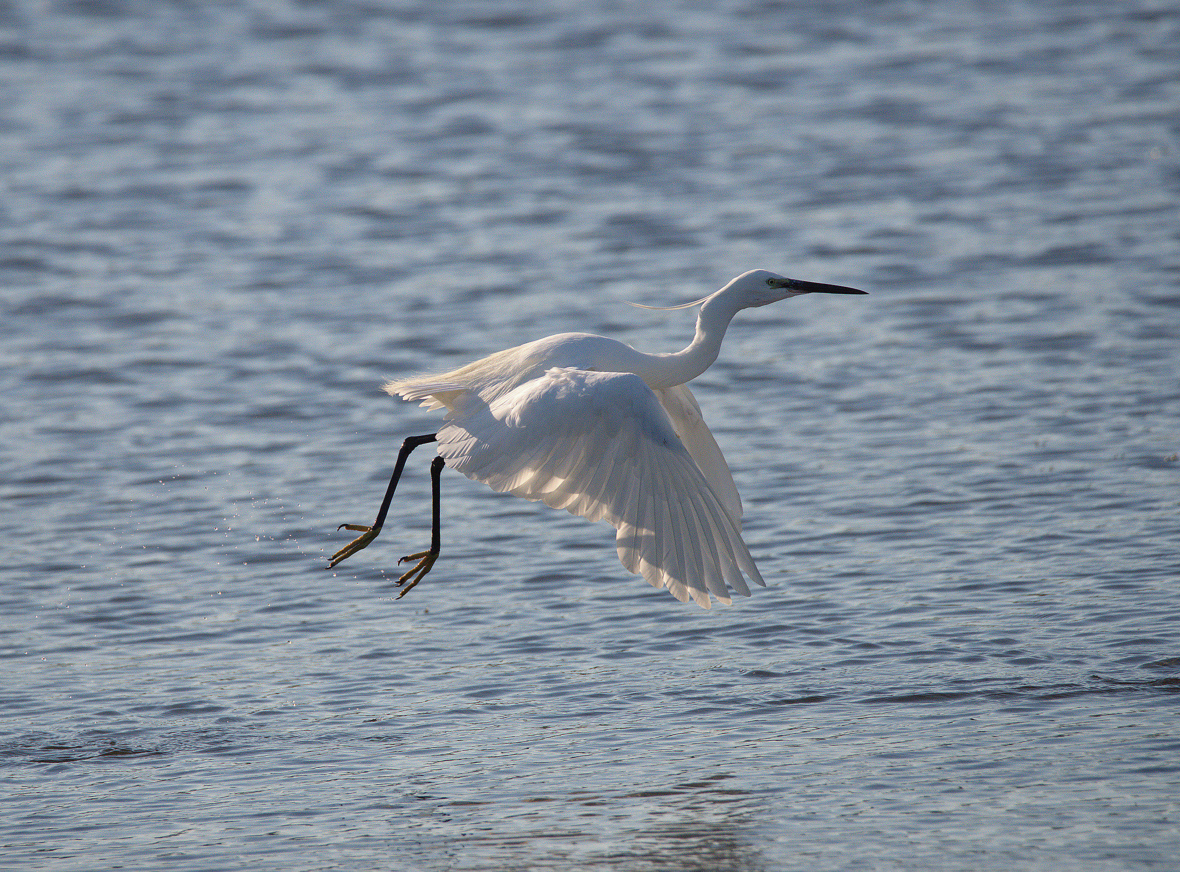 Egret