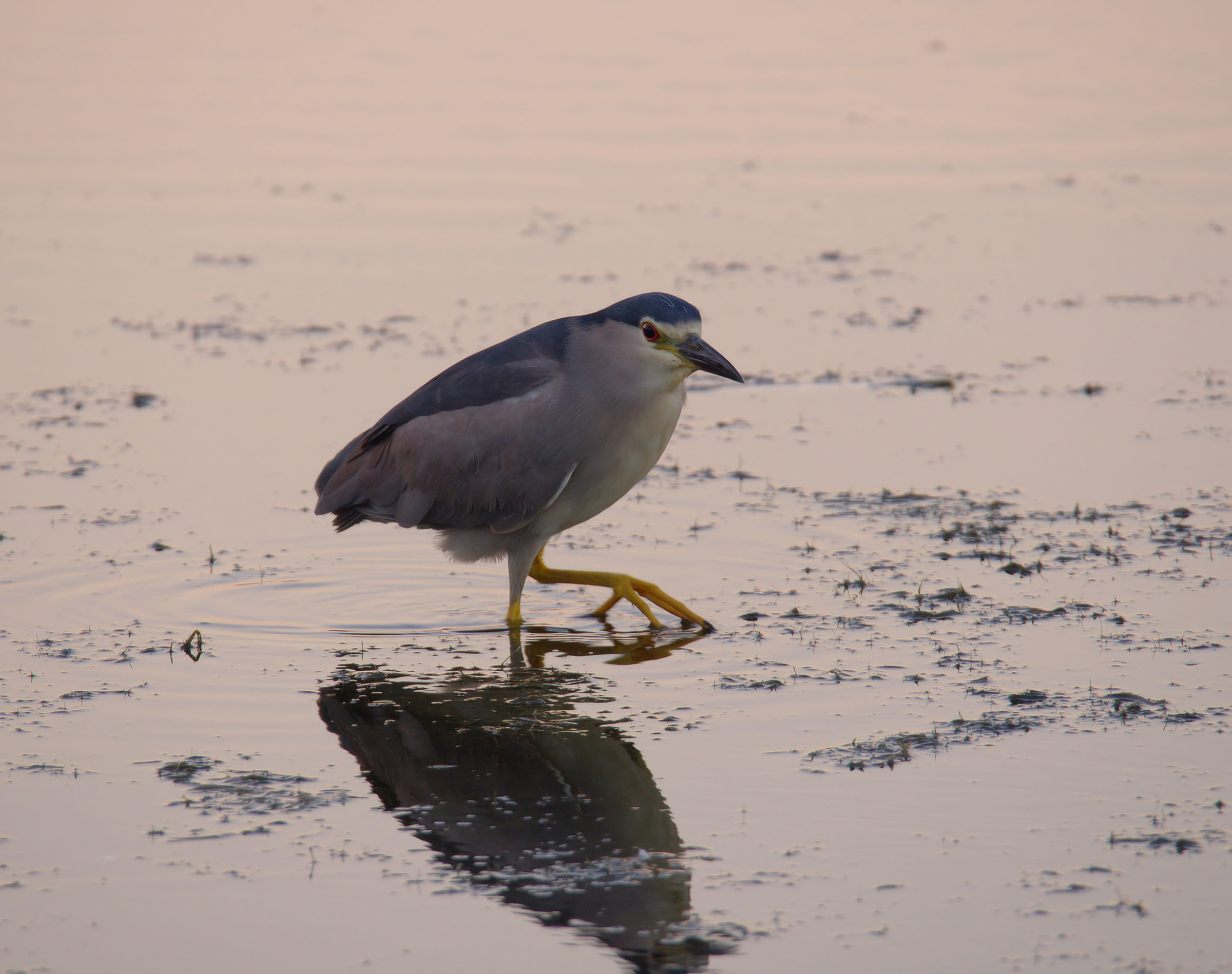 Night Heron