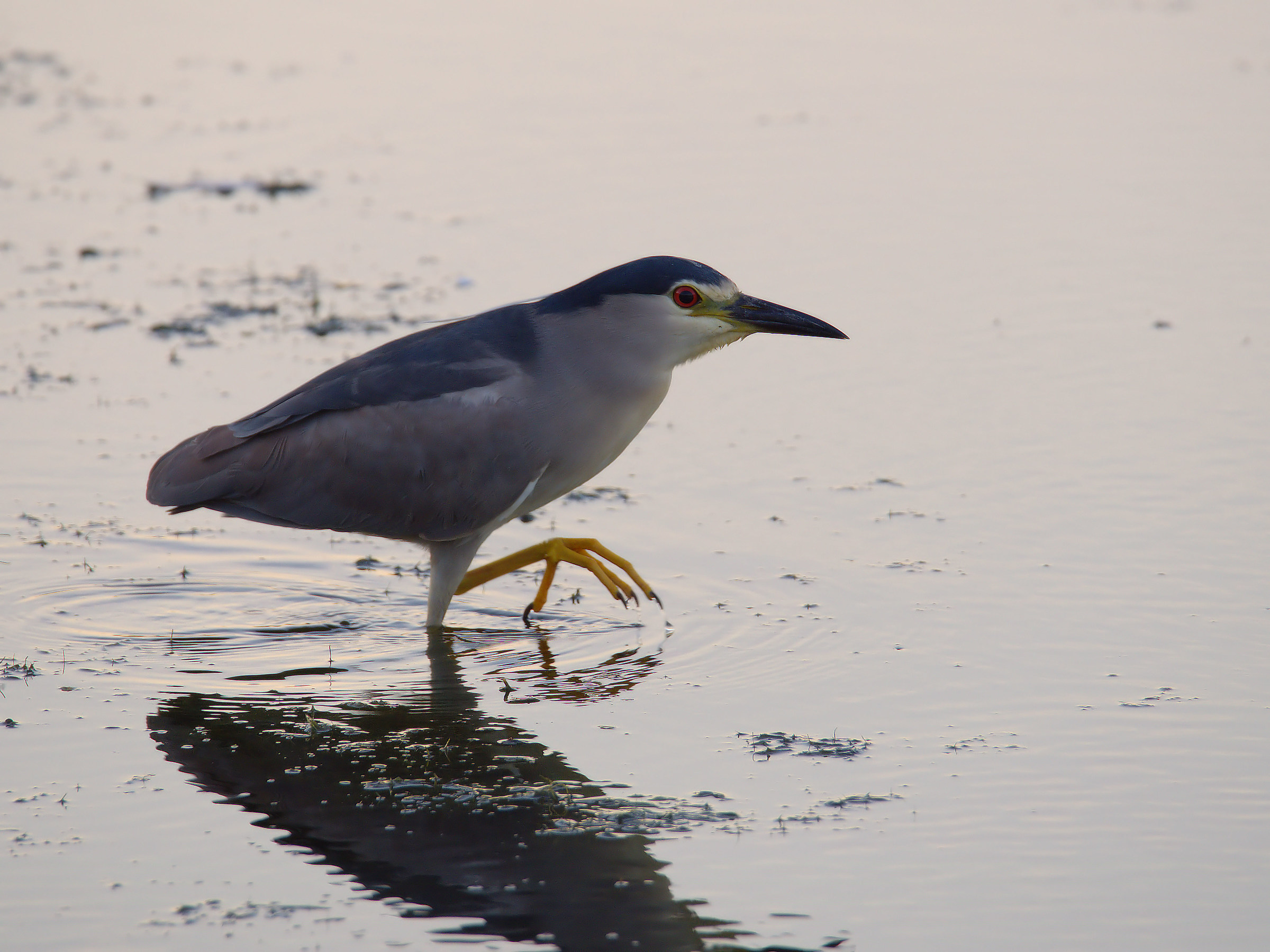 Night Heron