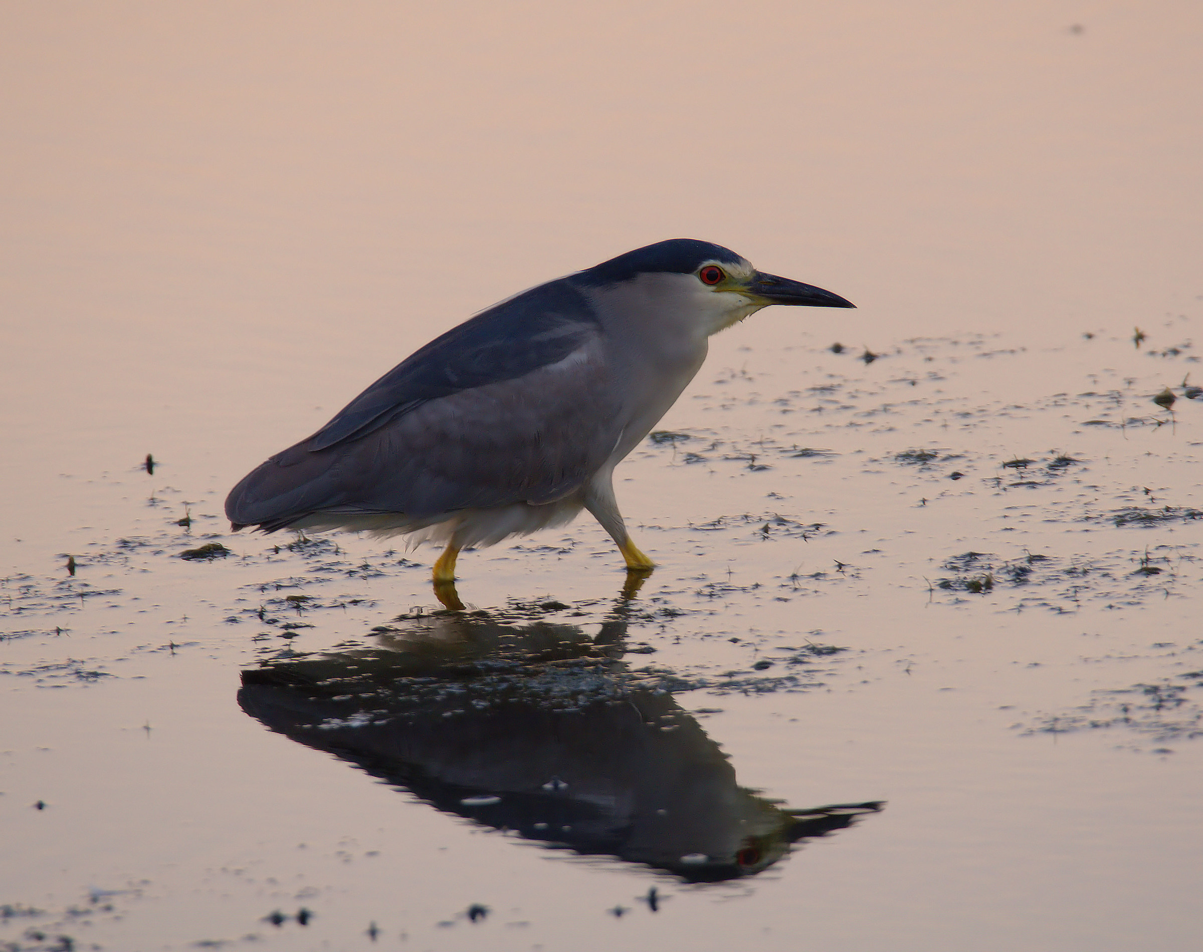 Night Heron
