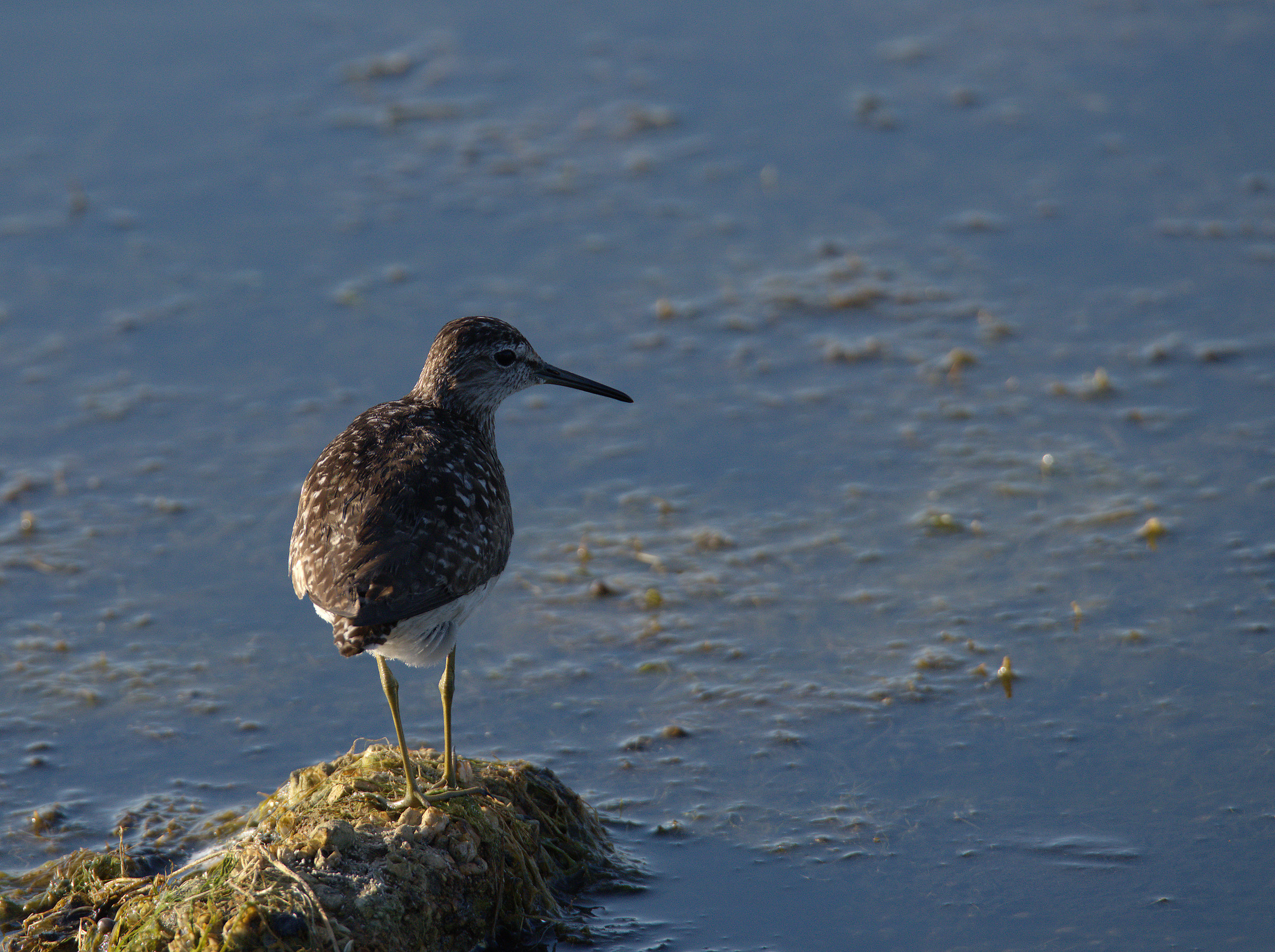 Pyro piro boschereccio