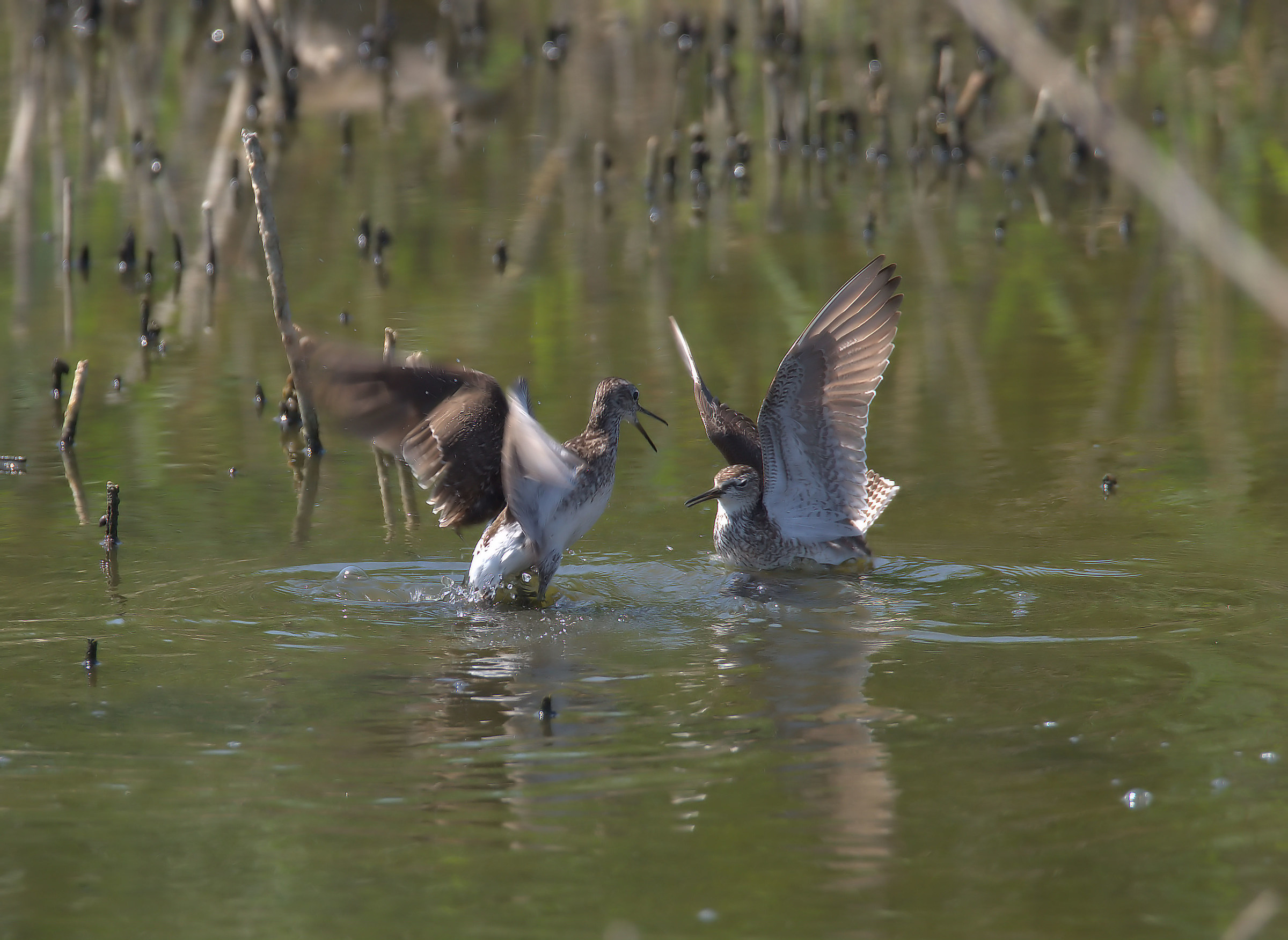 Pyro piro boschereccio