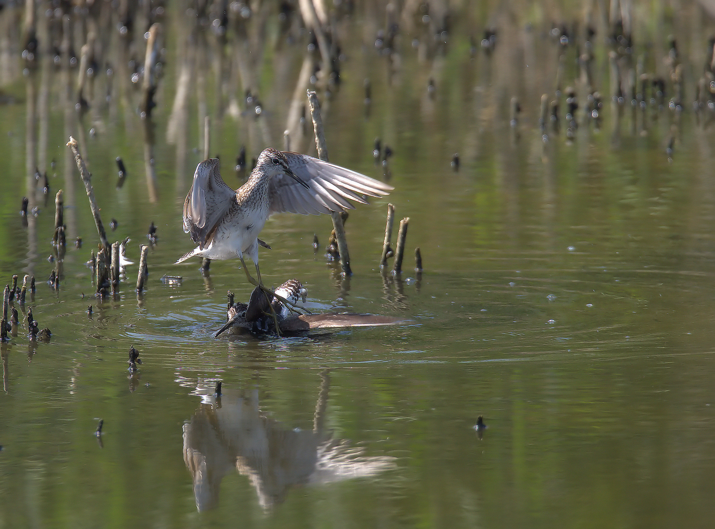 Pyro piro boschereccio