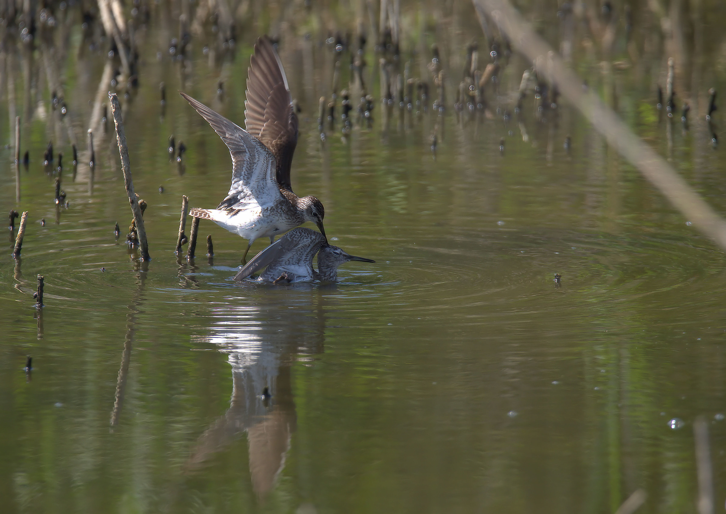 Pyro piro boschereccio
