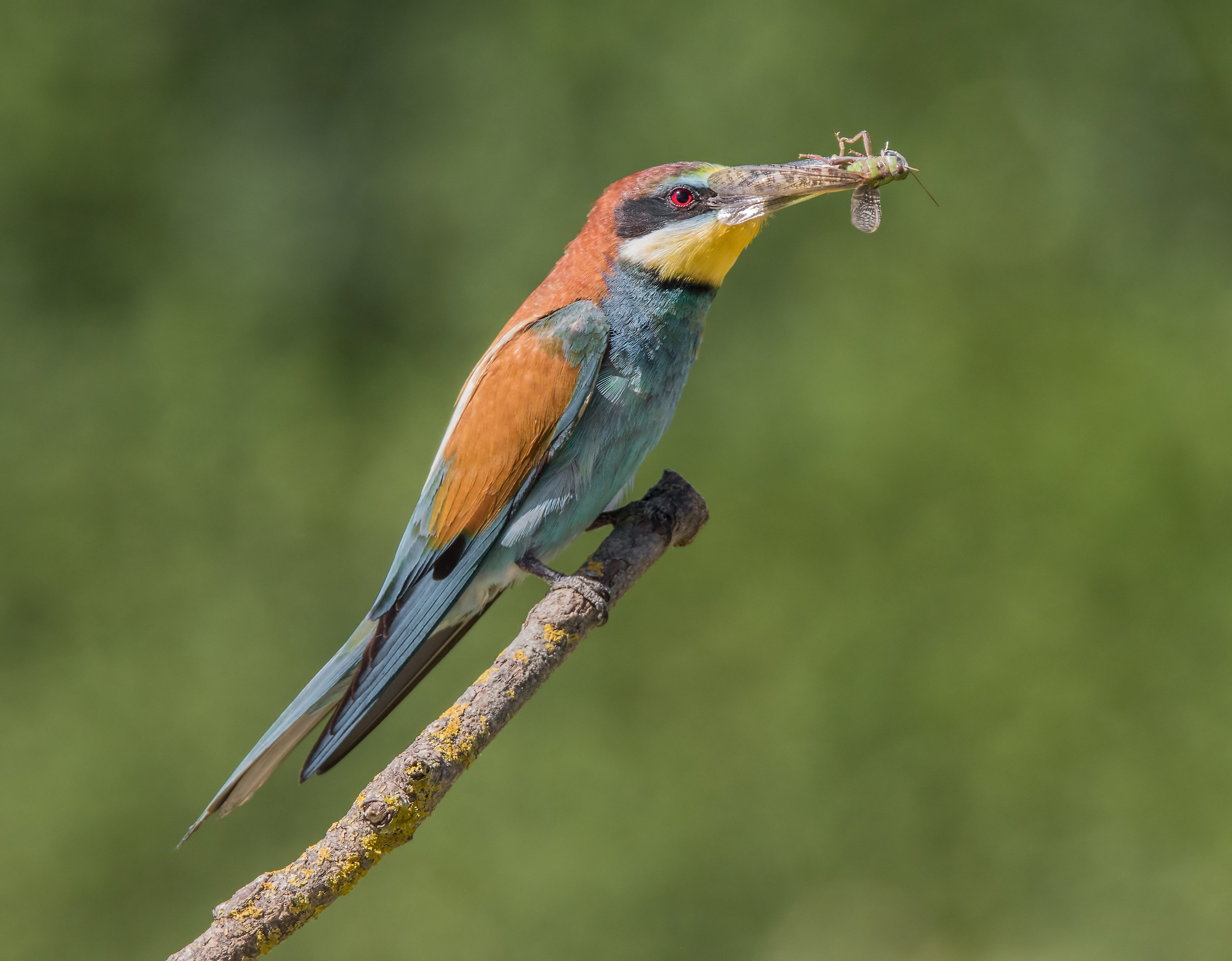 A grasshopper as a diner