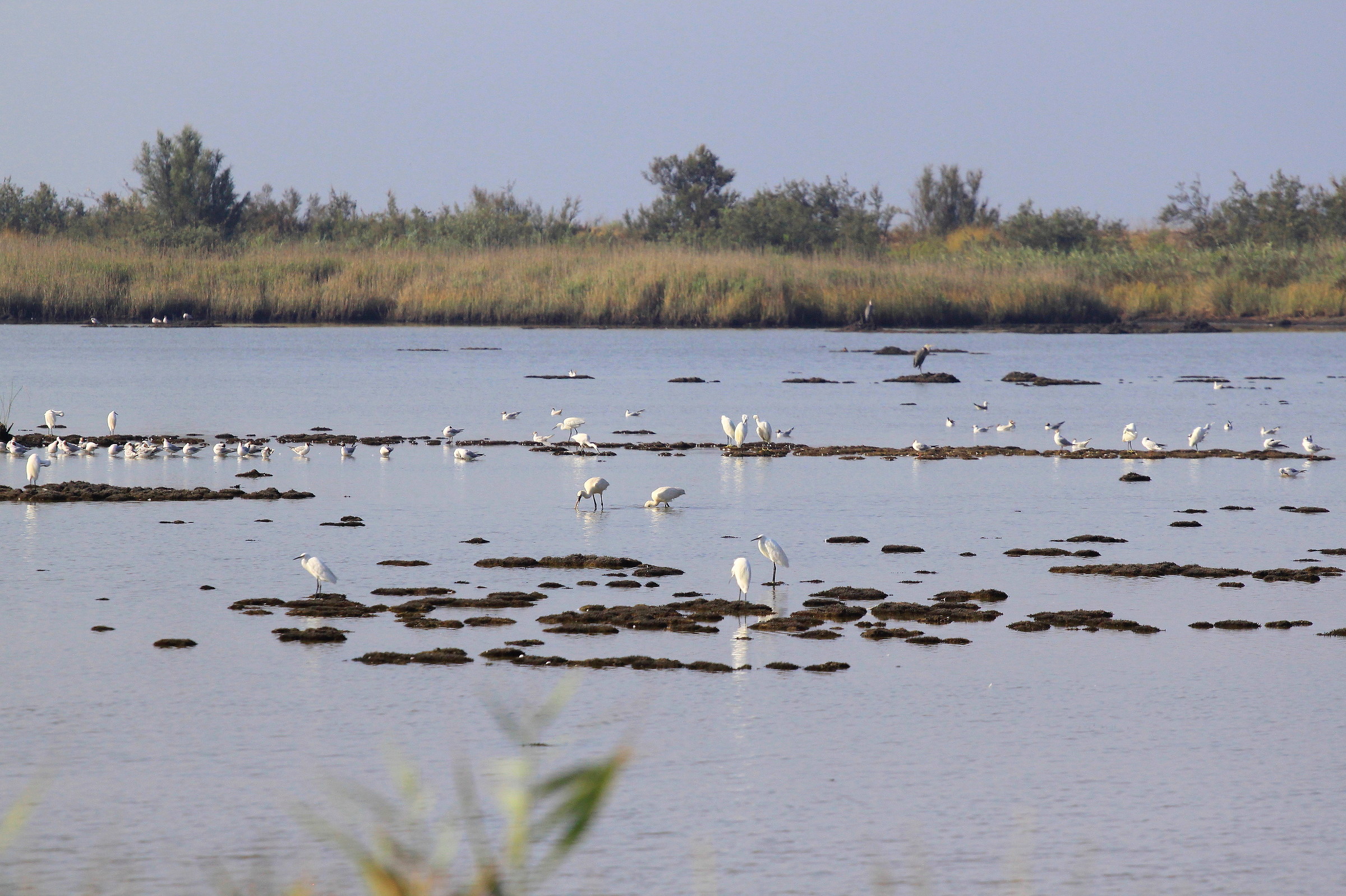 spatole garzette e gabbiani
