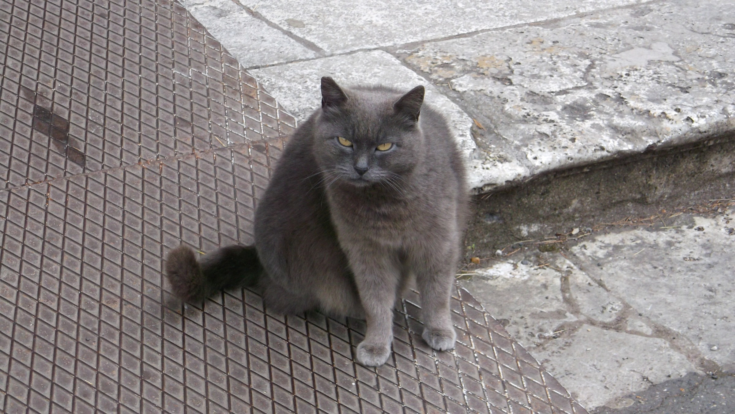 Romeo, er mejo gatto der Colosseo