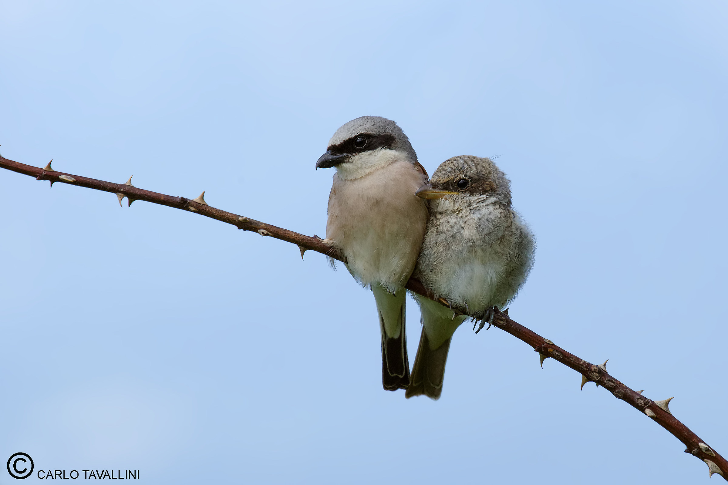 Two cuddles with his dad