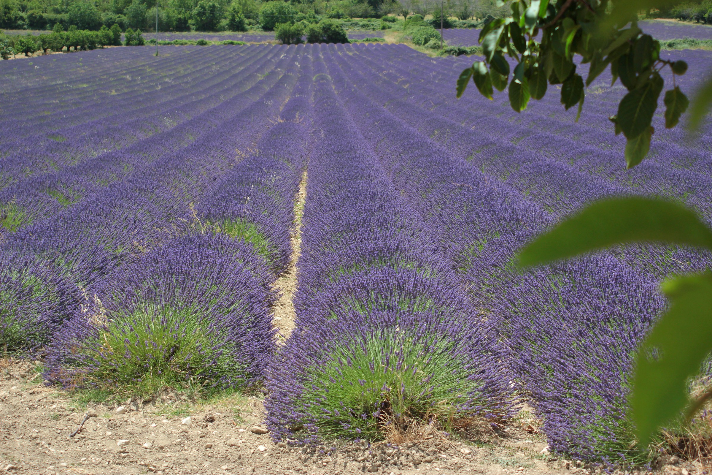 Provence