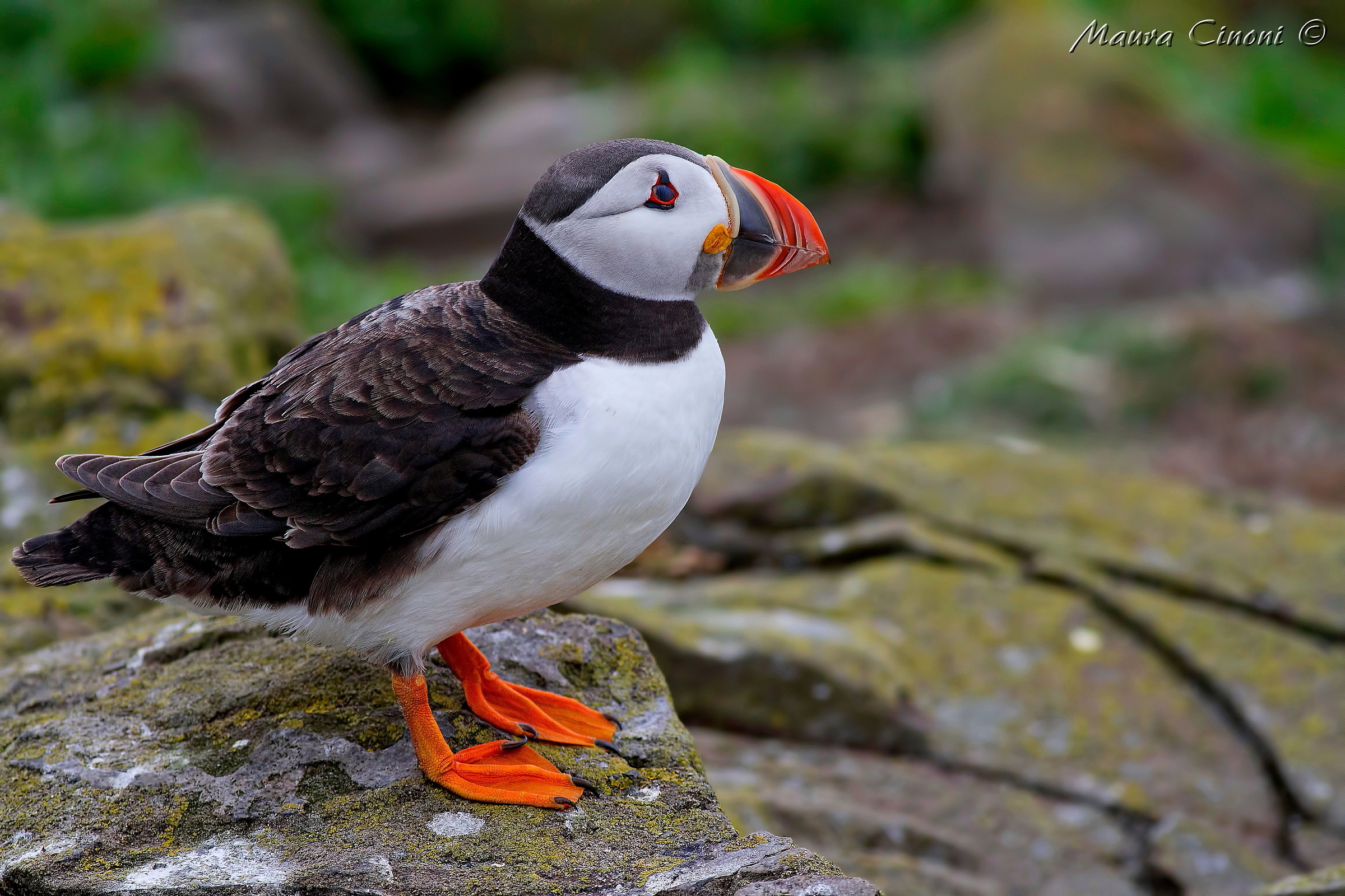 Puffin