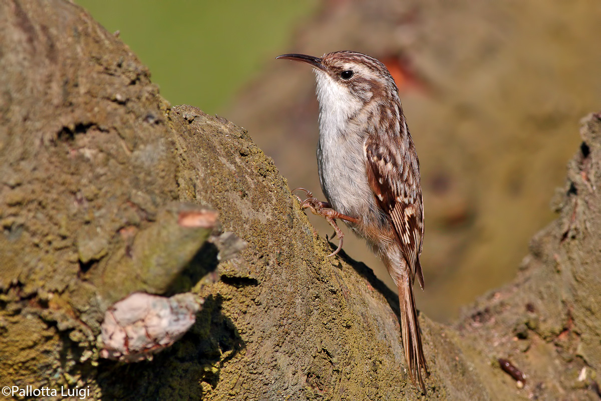 Rampichino (Certhia brachydactyla)