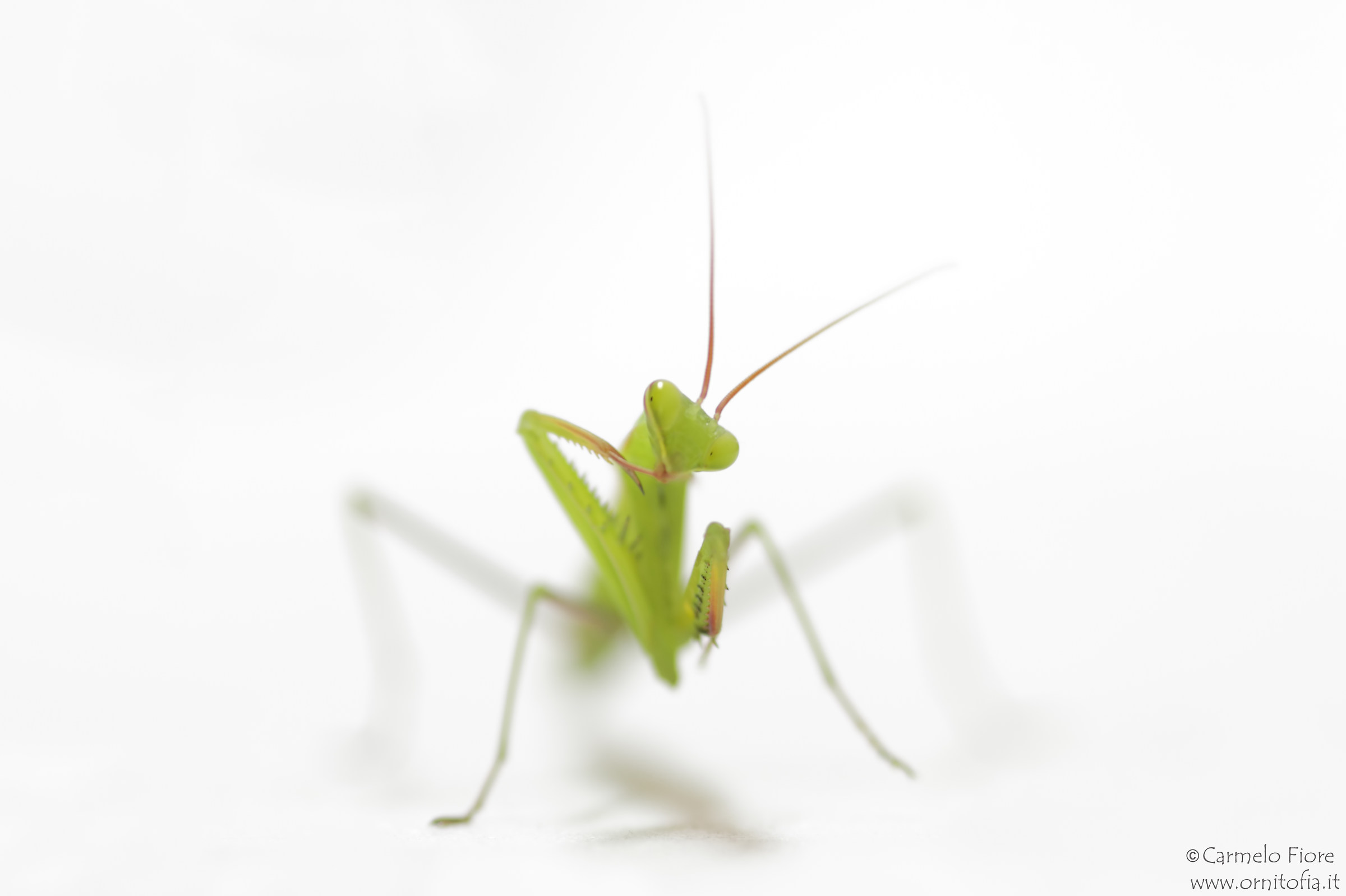 praying mantis