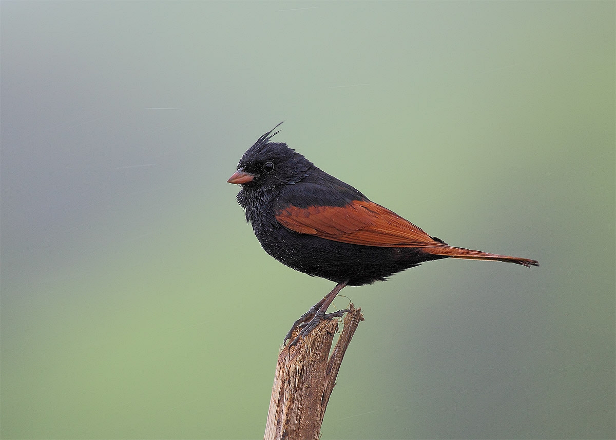 In Rain,Fog and Wind: Crested Bunting,Male.
