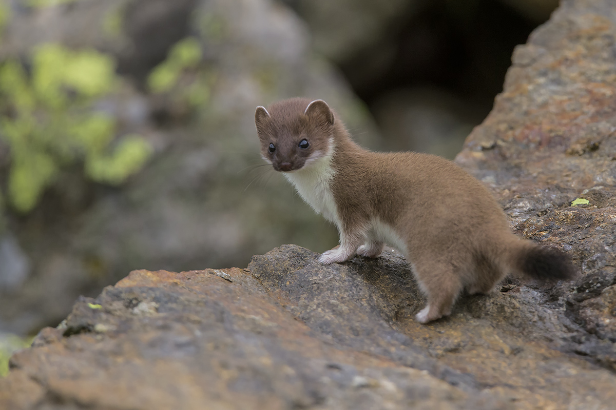 giovane di ermellino