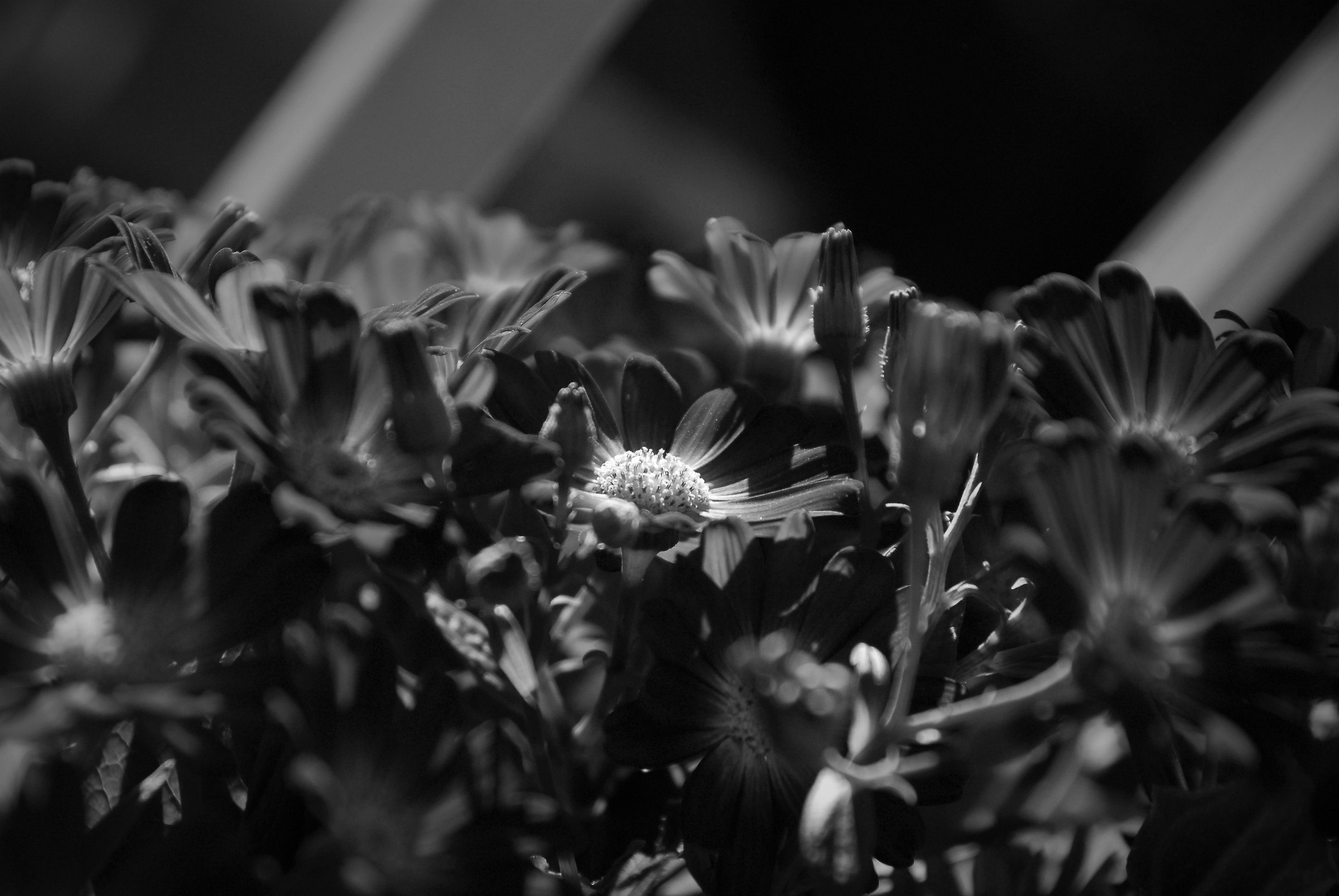 Saranno anche viola....