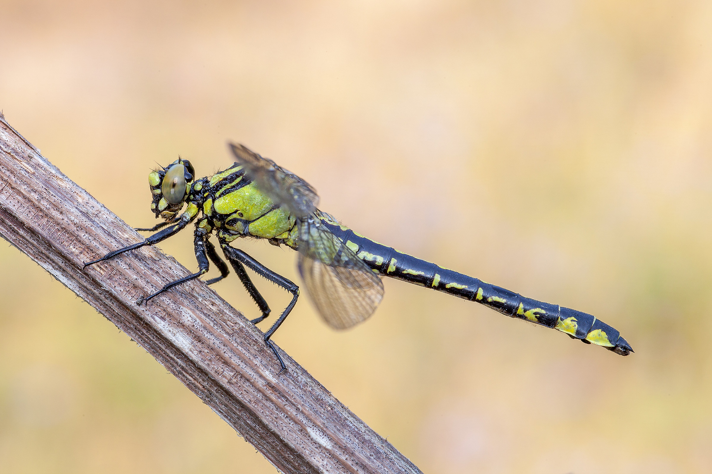 Dragonfly