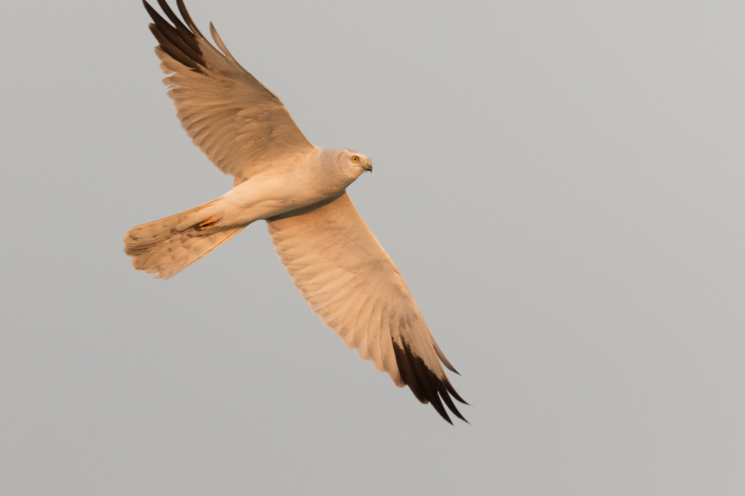 Harrier Pallide maschio (qui è necessario aiuto)