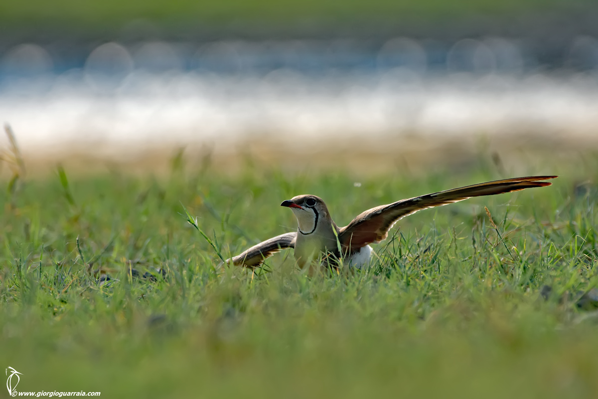 Seahorse in backlight
