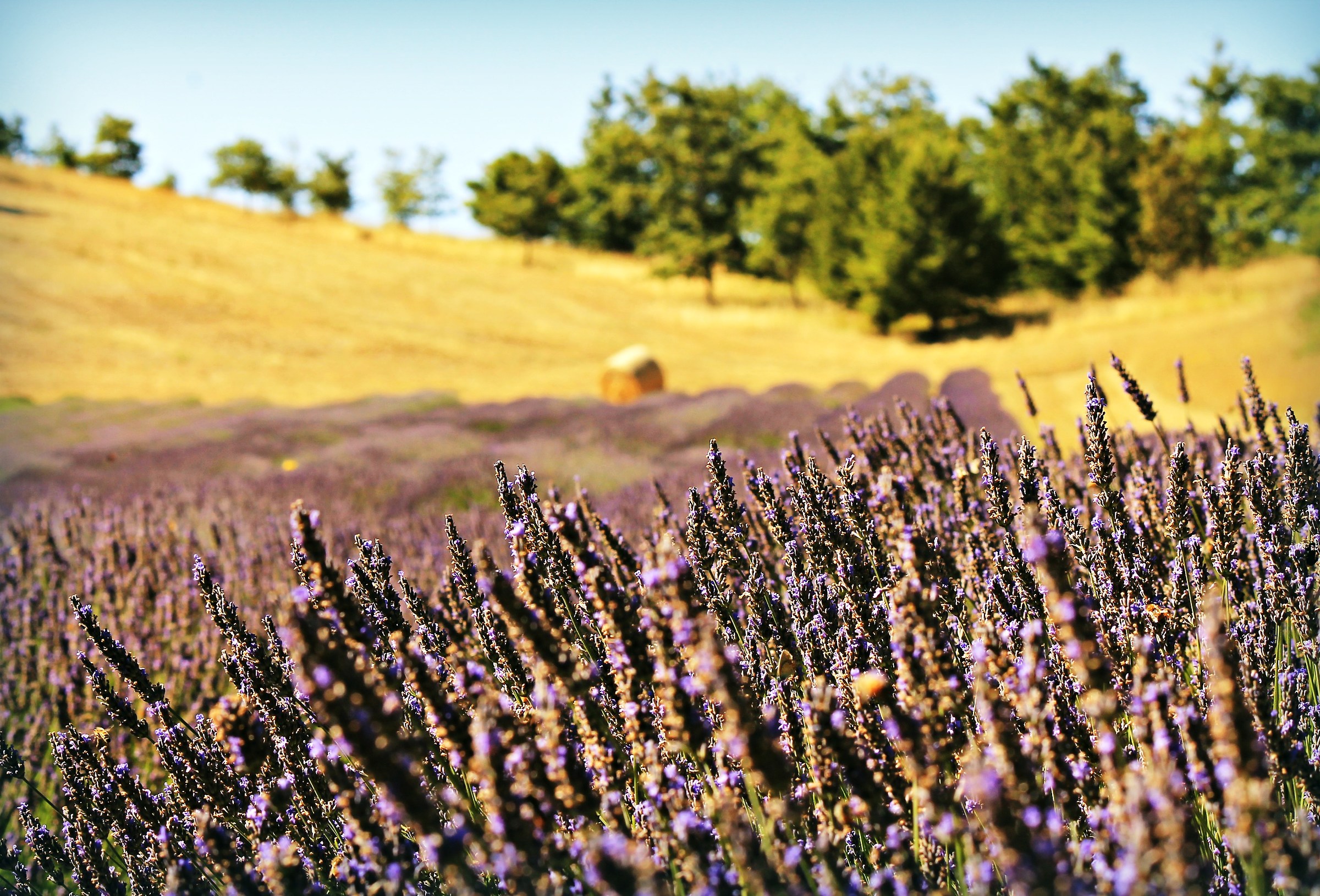 Il campo di lavanda
