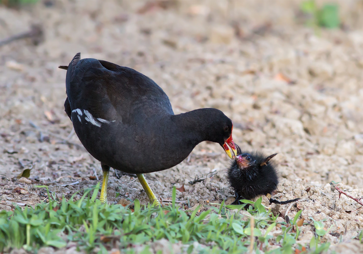 The catch of the Gallinella of water