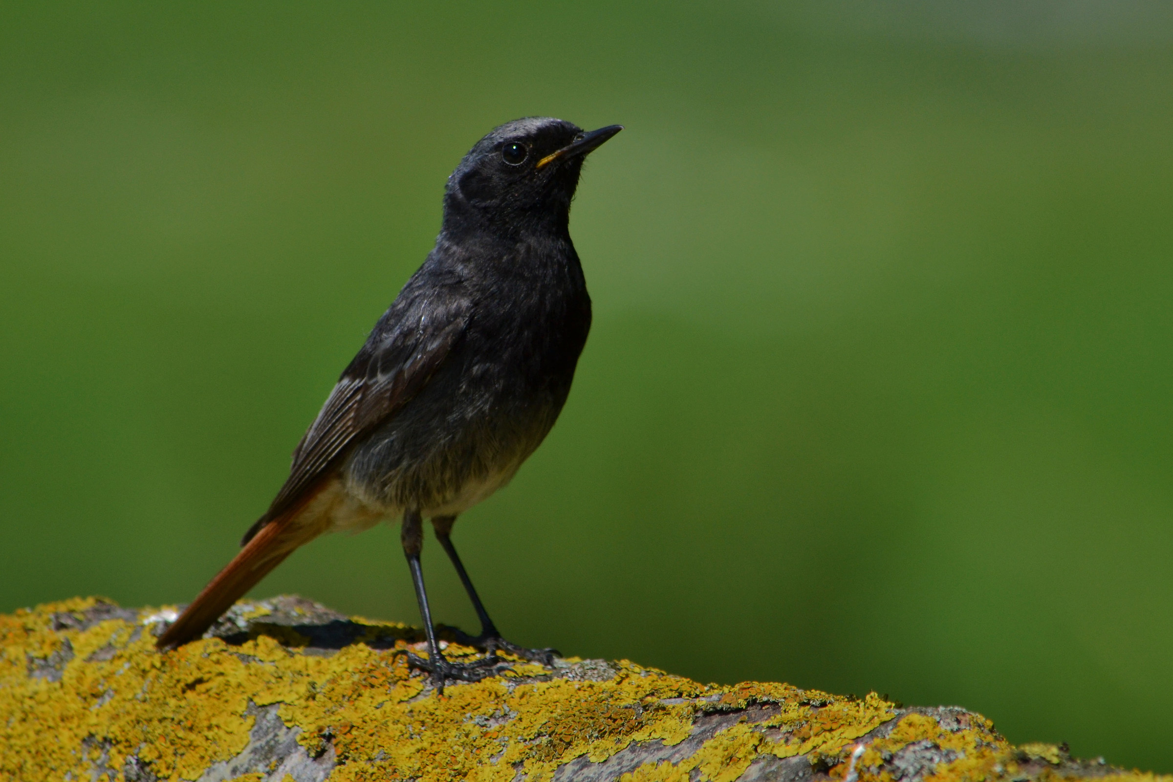 Codirosso Spazzacamino