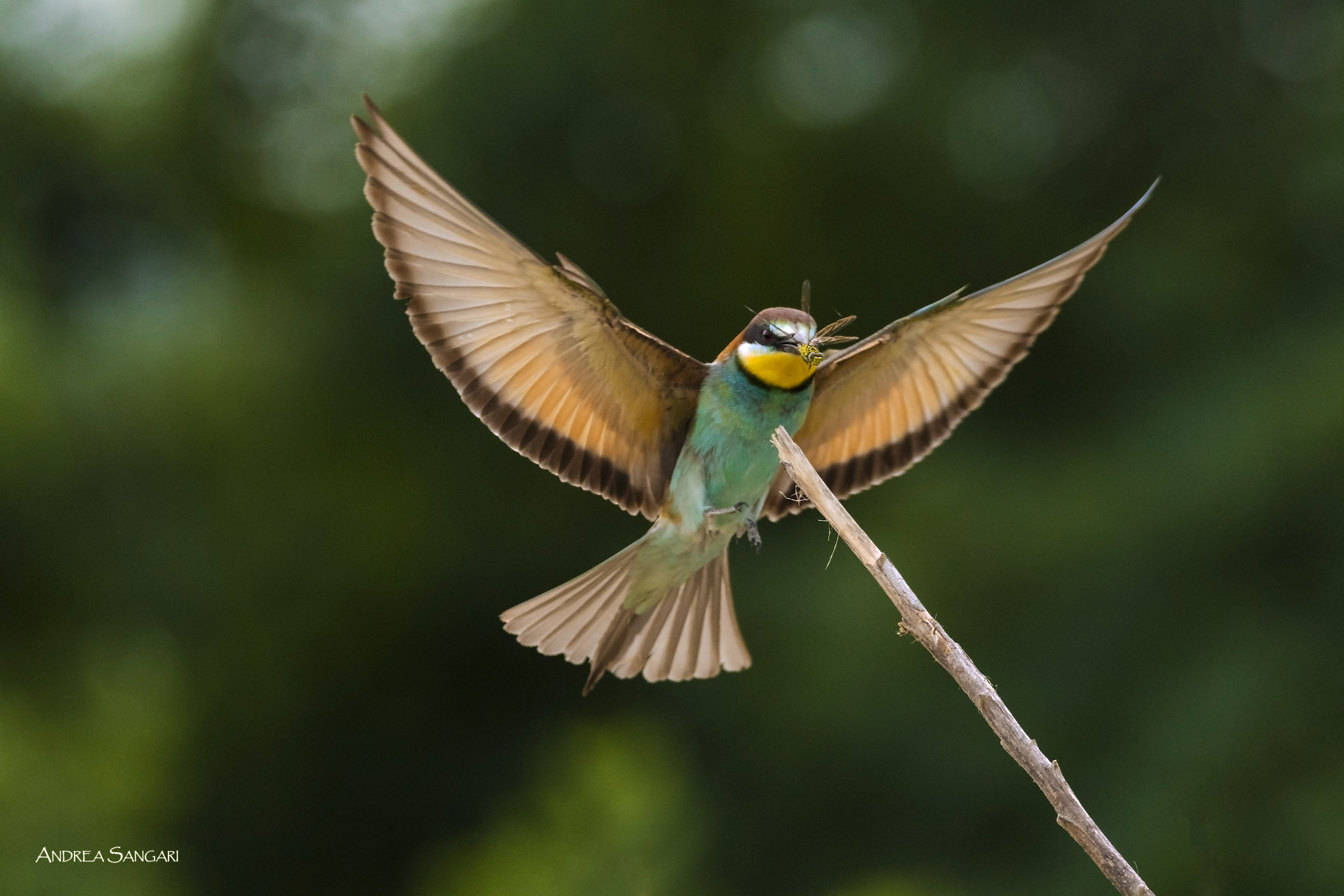 L'atterraggio del gruccione