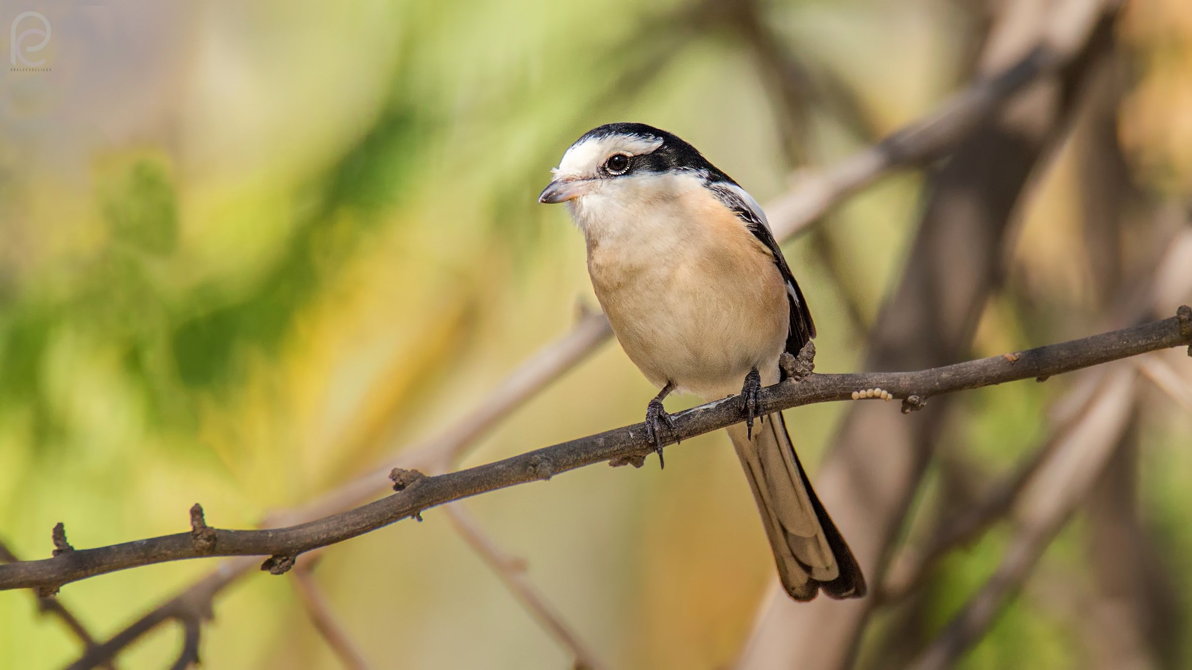 Masked shrike