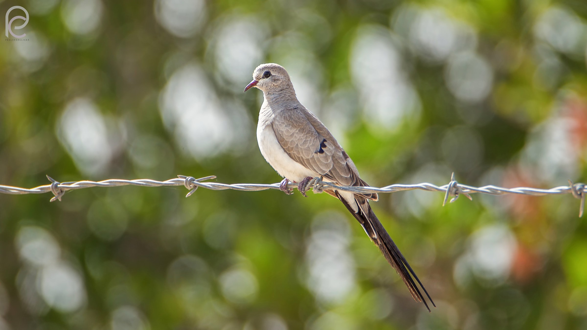 Namaqua Dove female