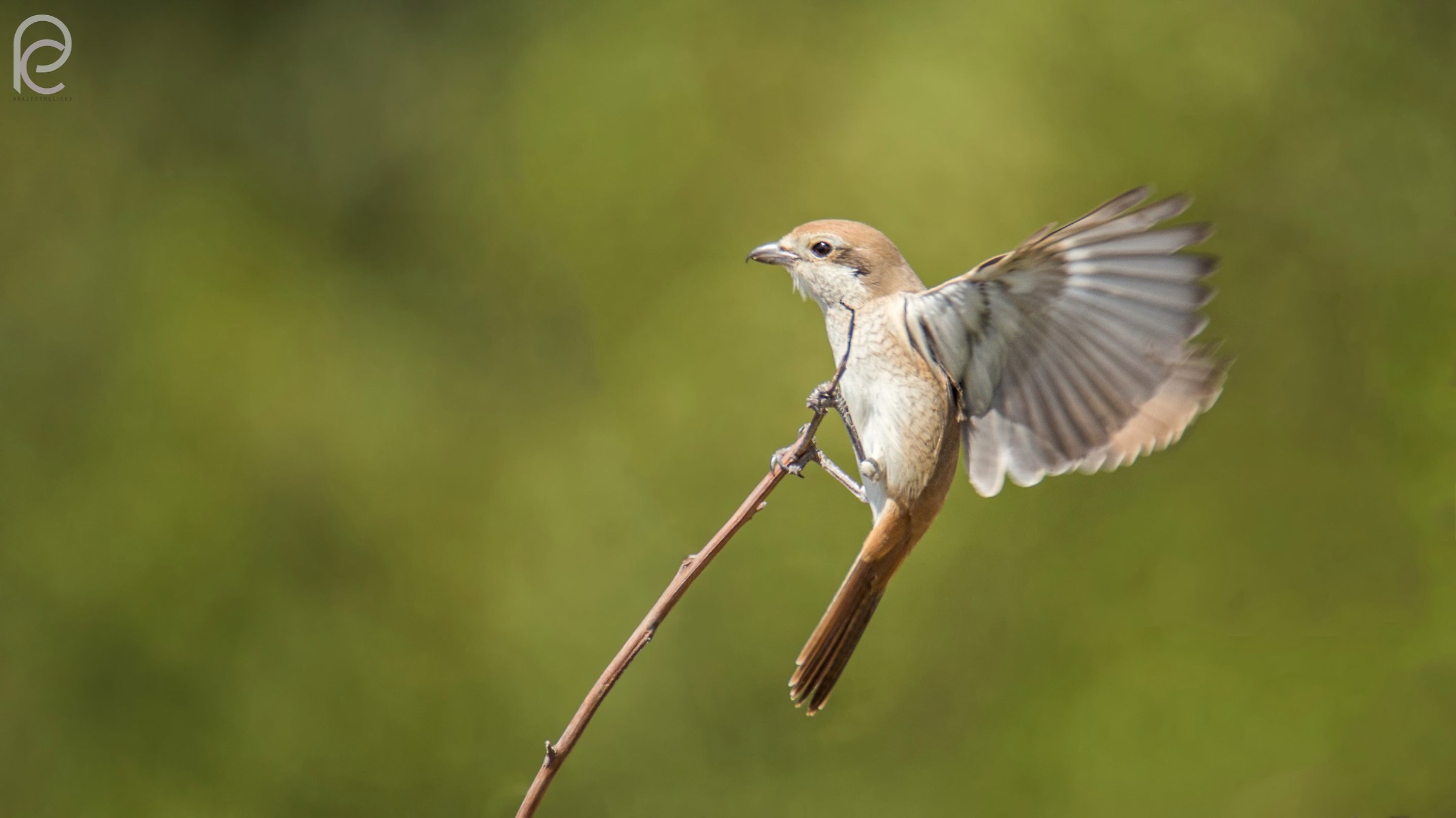 Red Backed Shrike