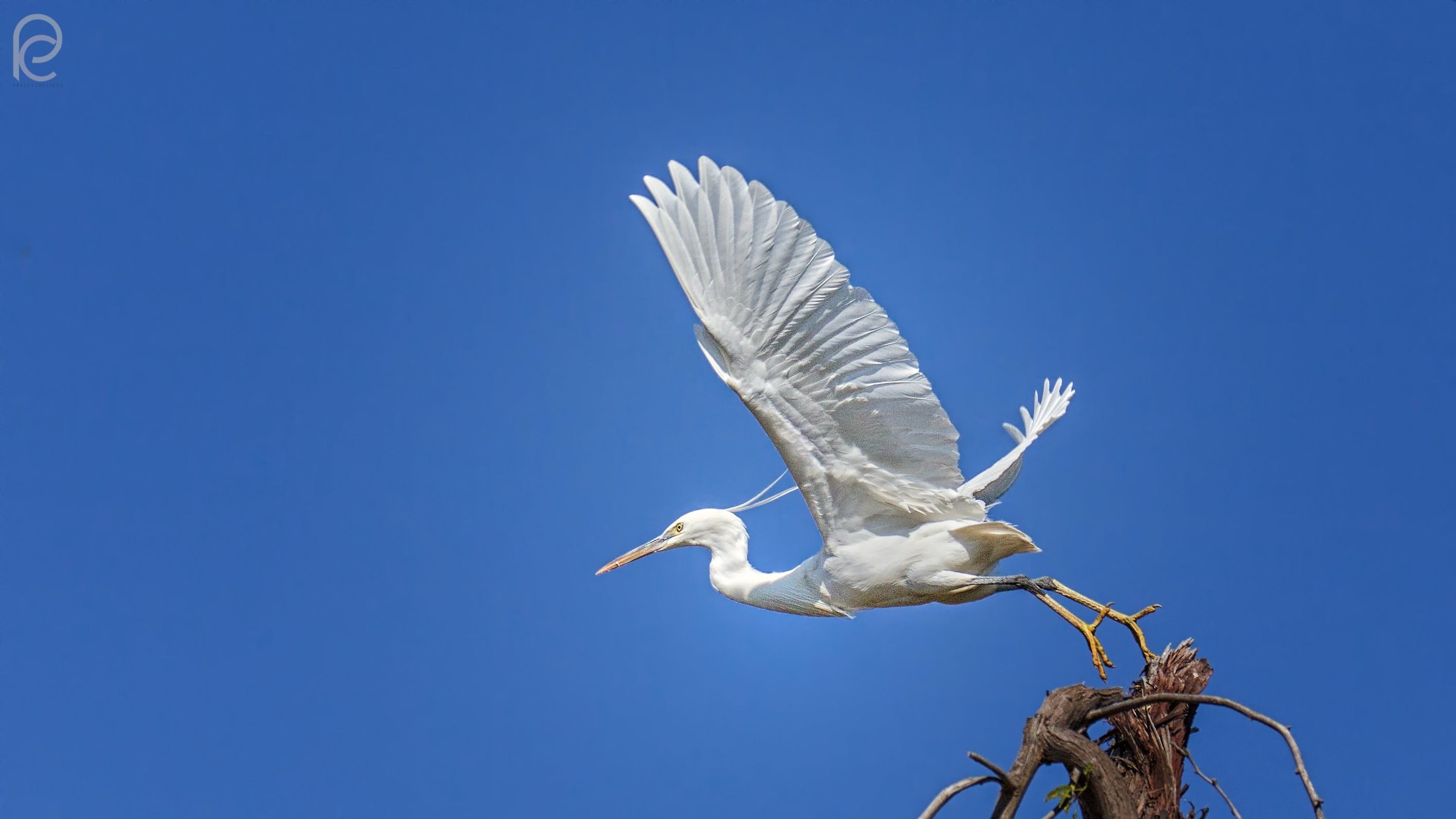 Egret