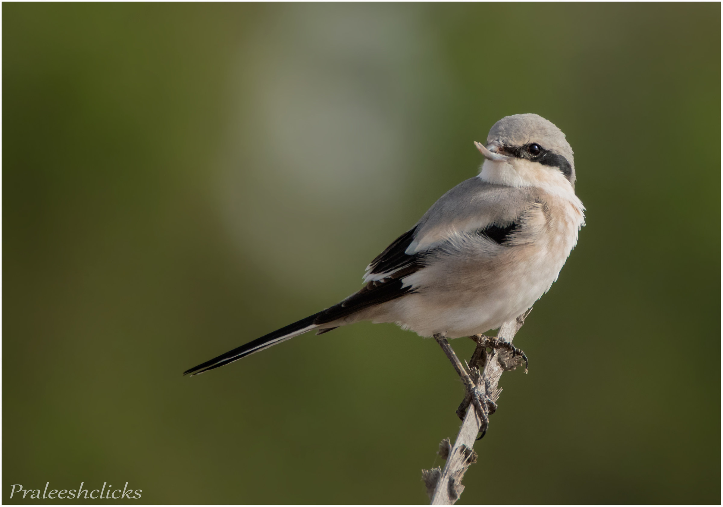 Mauryan Grey Shrike