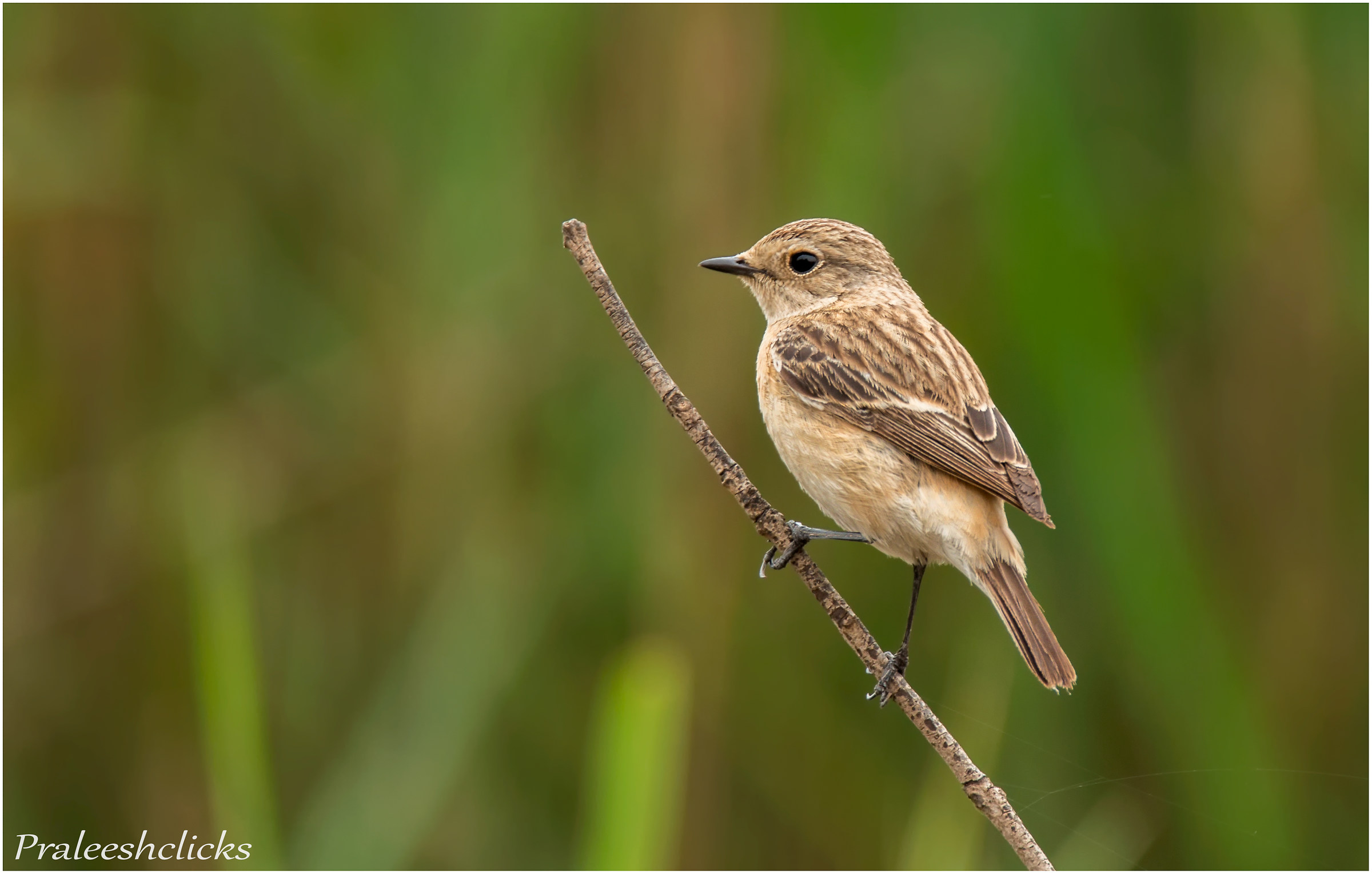 Stonechat Female